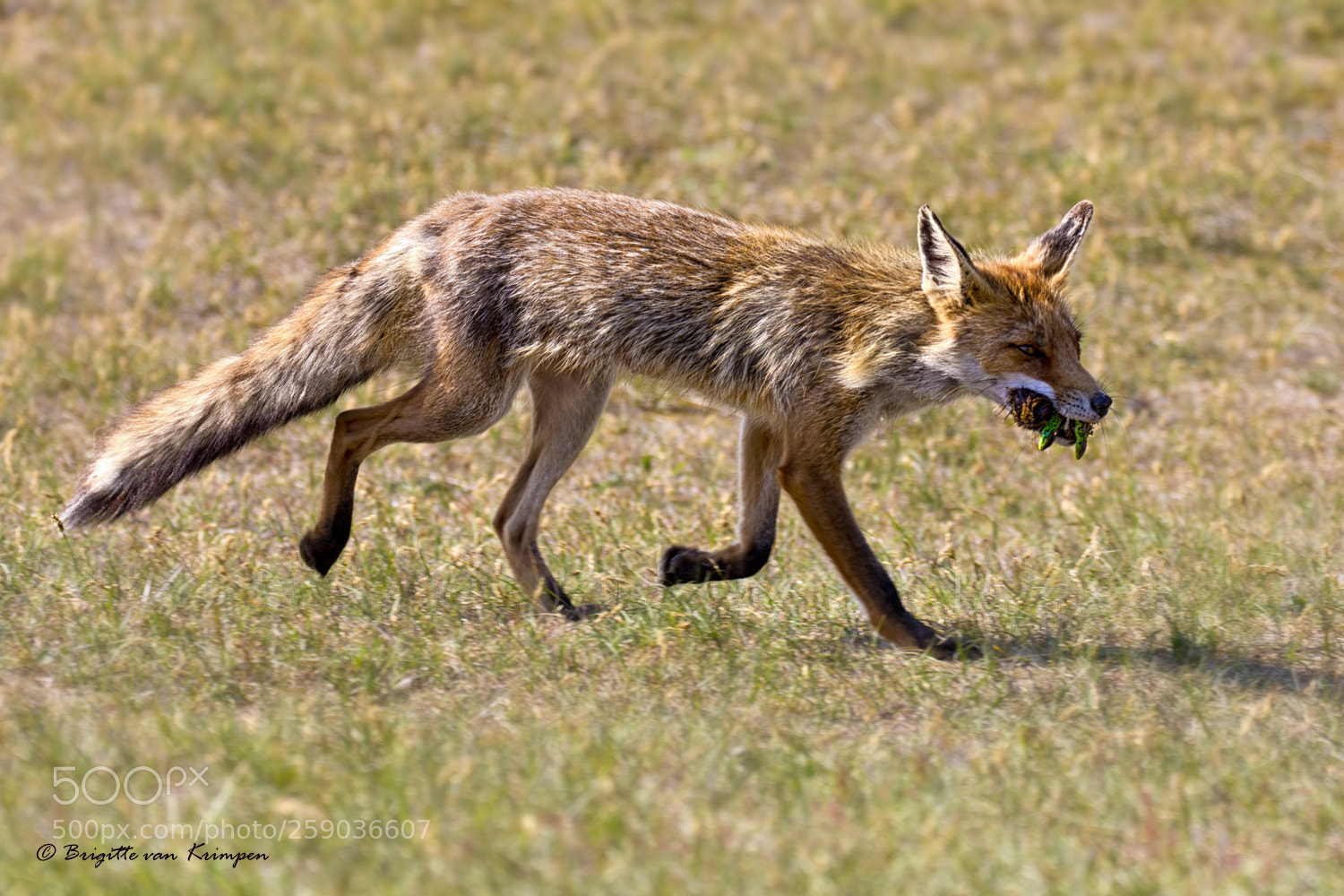 Canon EOS 60D sample photo. Fox on the hunt photography