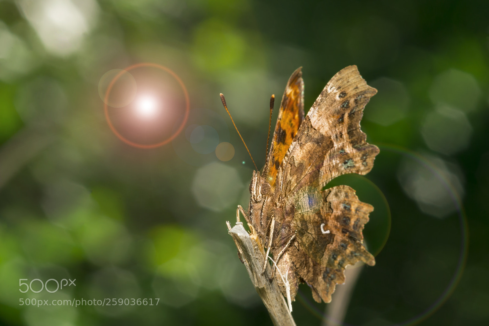Sony a6000 sample photo. Butterfly 33 photography