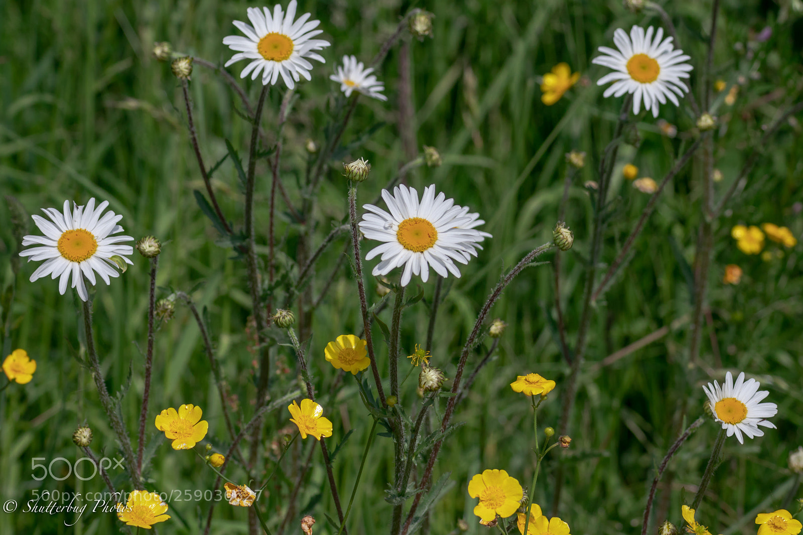 Canon EOS 80D sample photo. Wild flowers photography