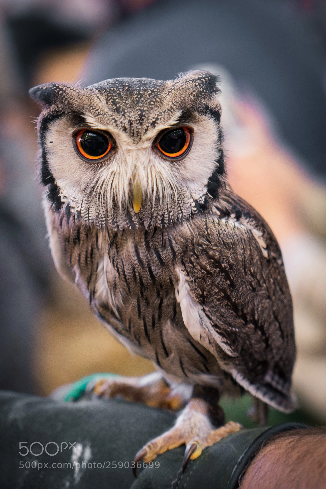 Sony a7R II sample photo. Northern white faced owl photography