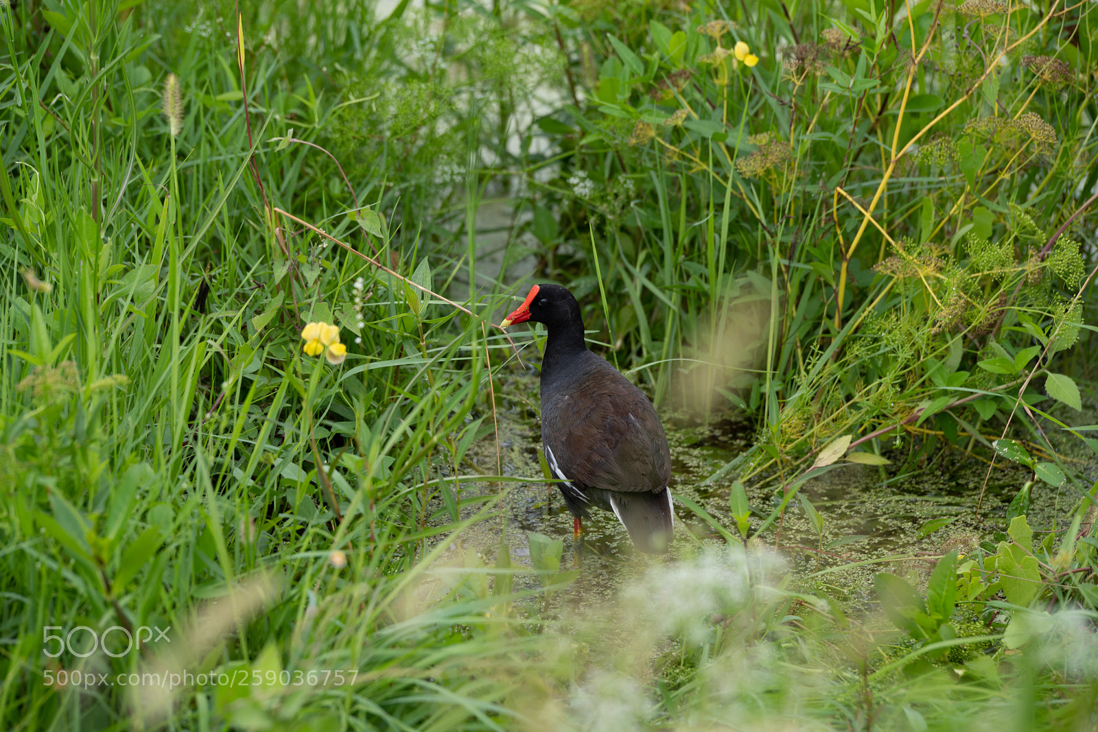 Pentax K-1 sample photo. Augenblick photography