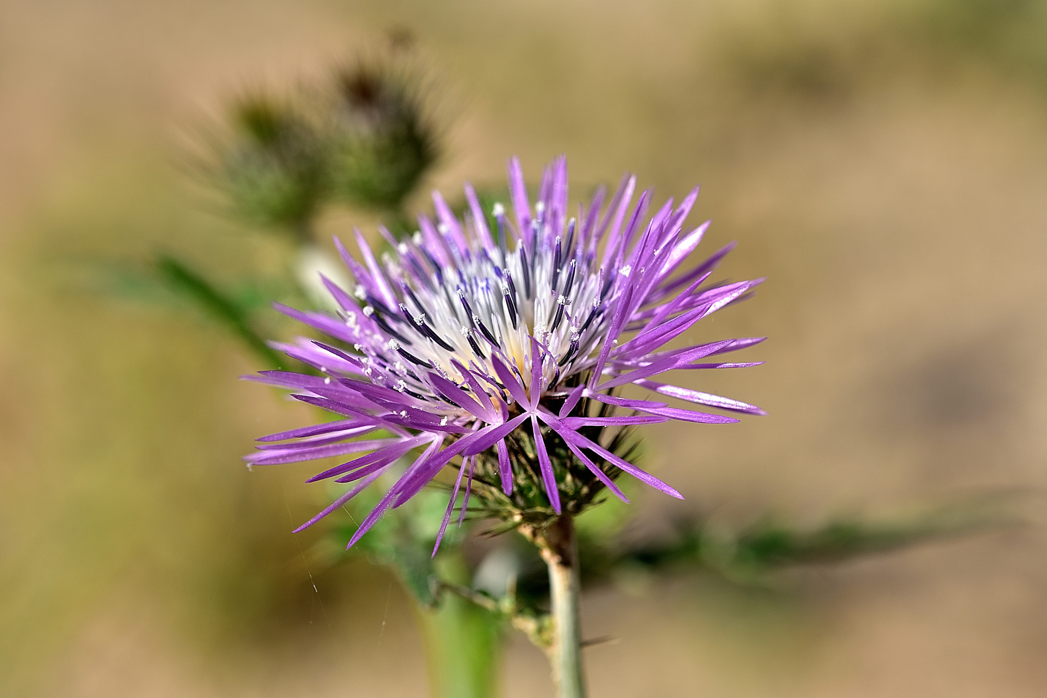 Sigma 105mm F2.8 EX DG OS HSM sample photo. Dms photography