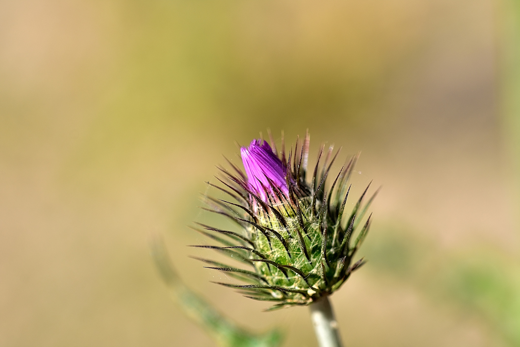 Nikon D3400 + Sigma 105mm F2.8 EX DG OS HSM sample photo. Dms photography