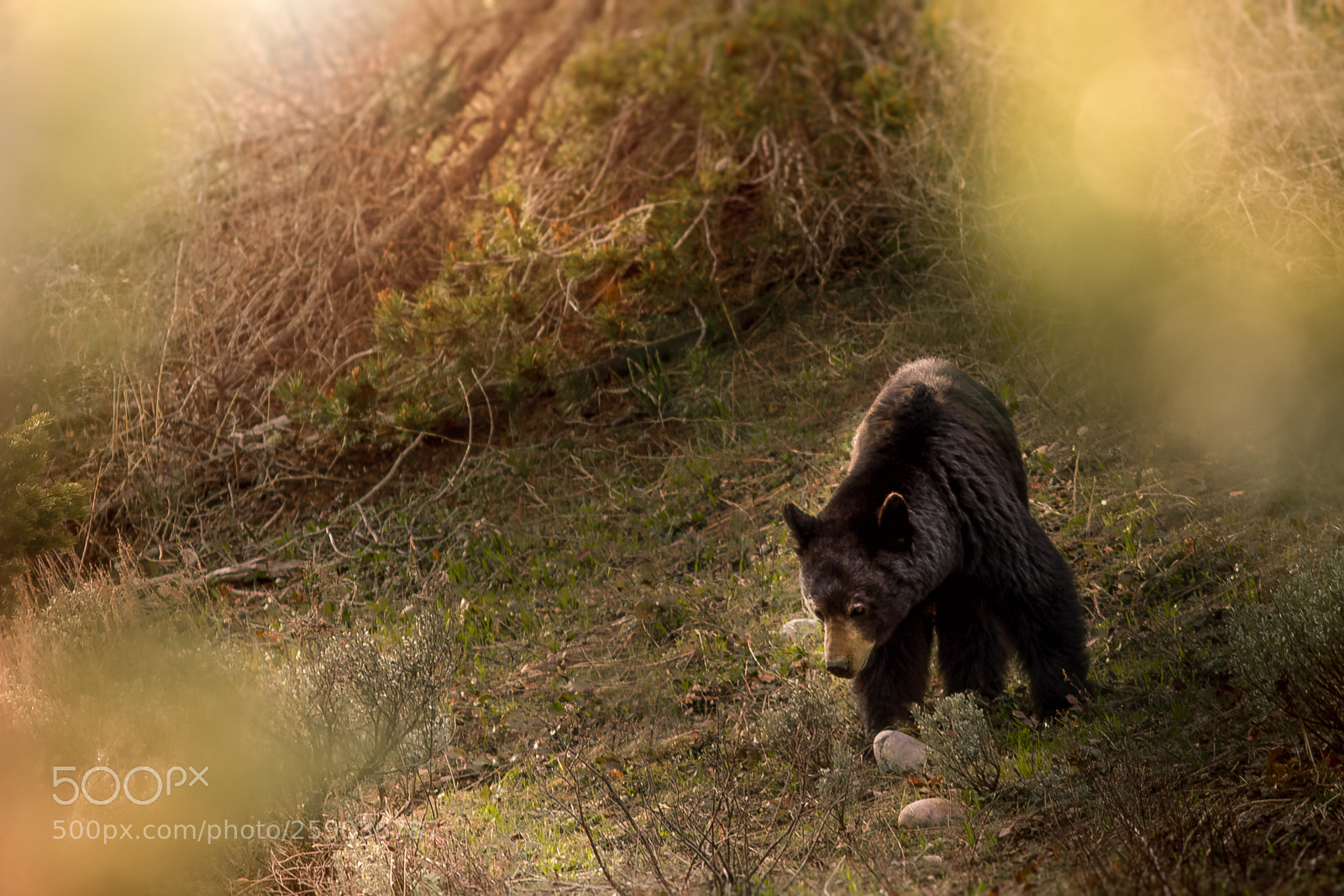Canon EOS 5D Mark IV sample photo. Grand teton black bear photography