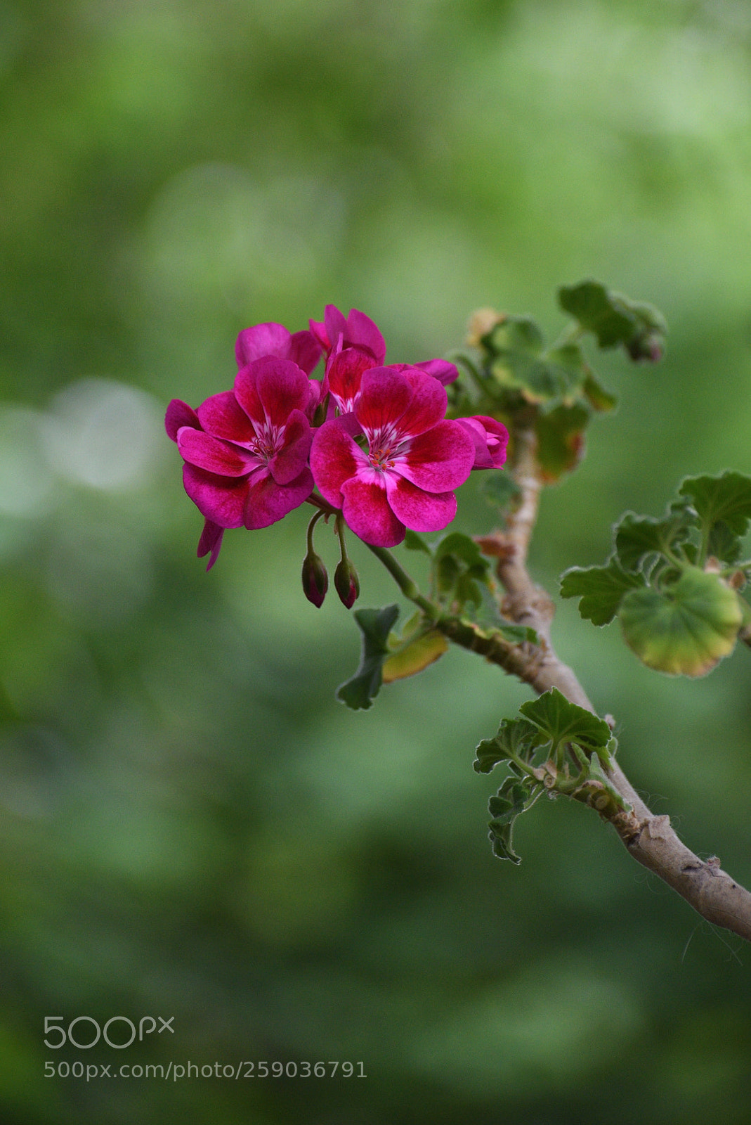 Nikon D750 sample photo. ... photography