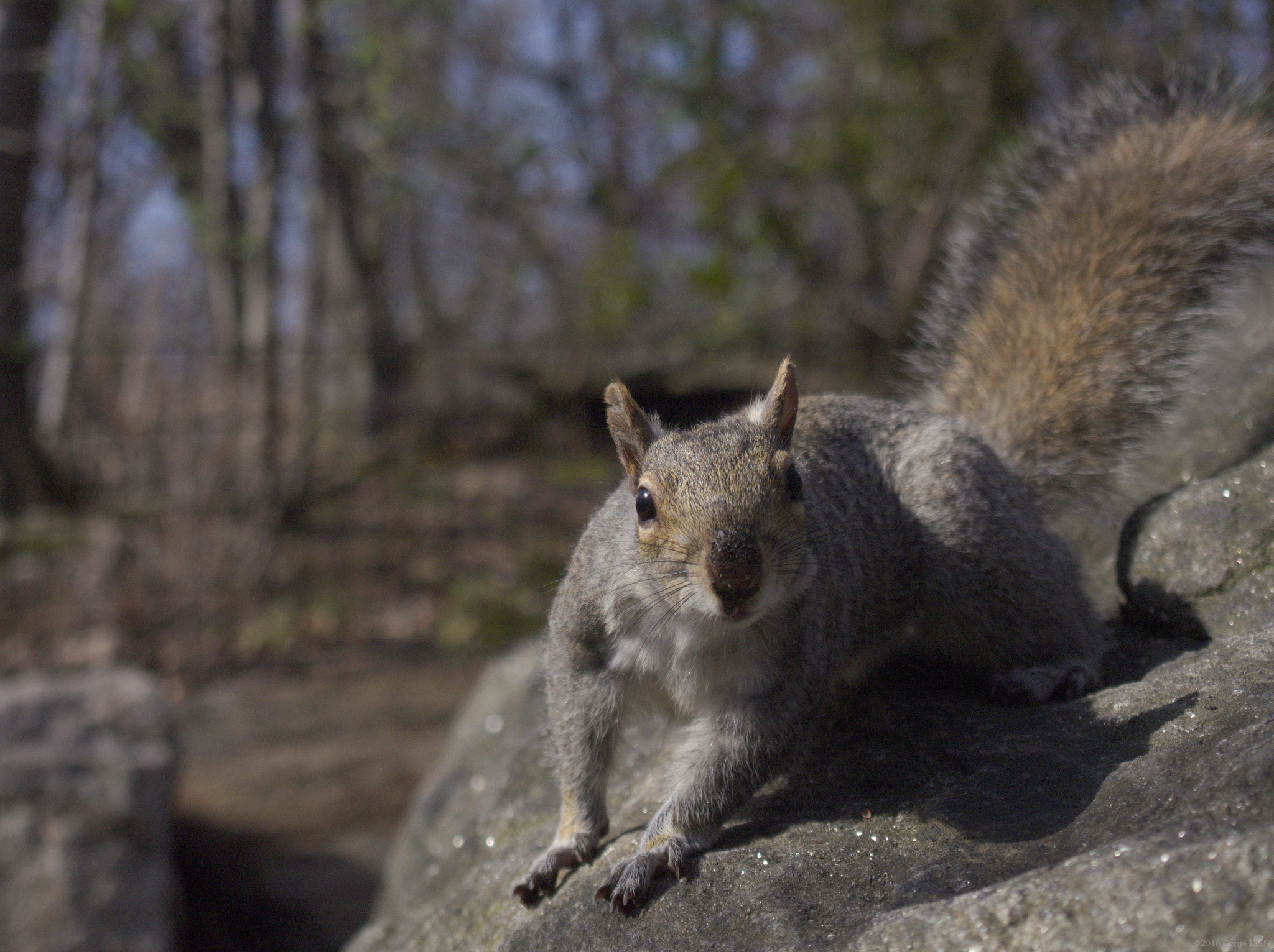 Olympus PEN E-PL6 sample photo. Curious squirrel photography