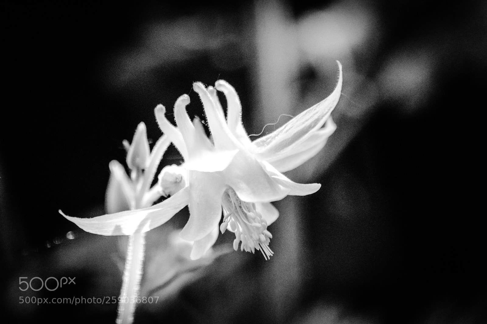 Nikon D3200 sample photo. Glowing aquilegia flower photography