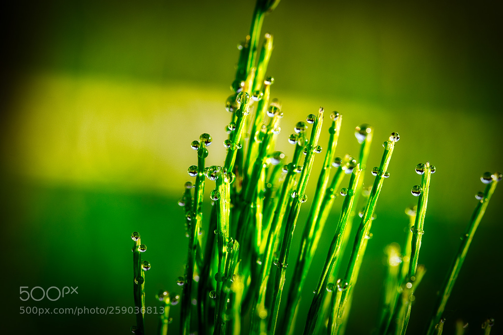 Fujifilm X-T2 sample photo. Morning dew photography