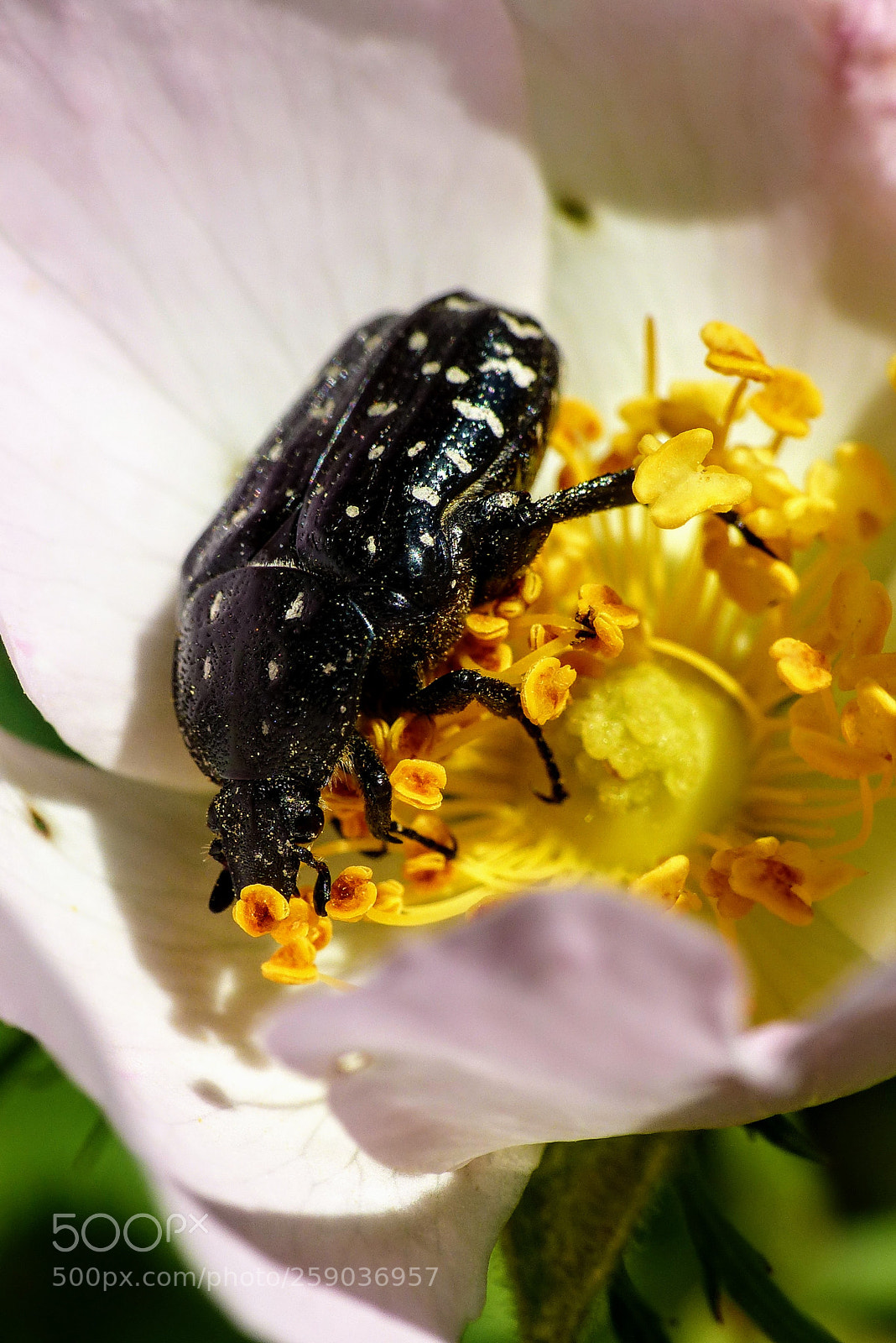 Panasonic Lumix DMC-FZ200 sample photo. Garden photos - beetle photography