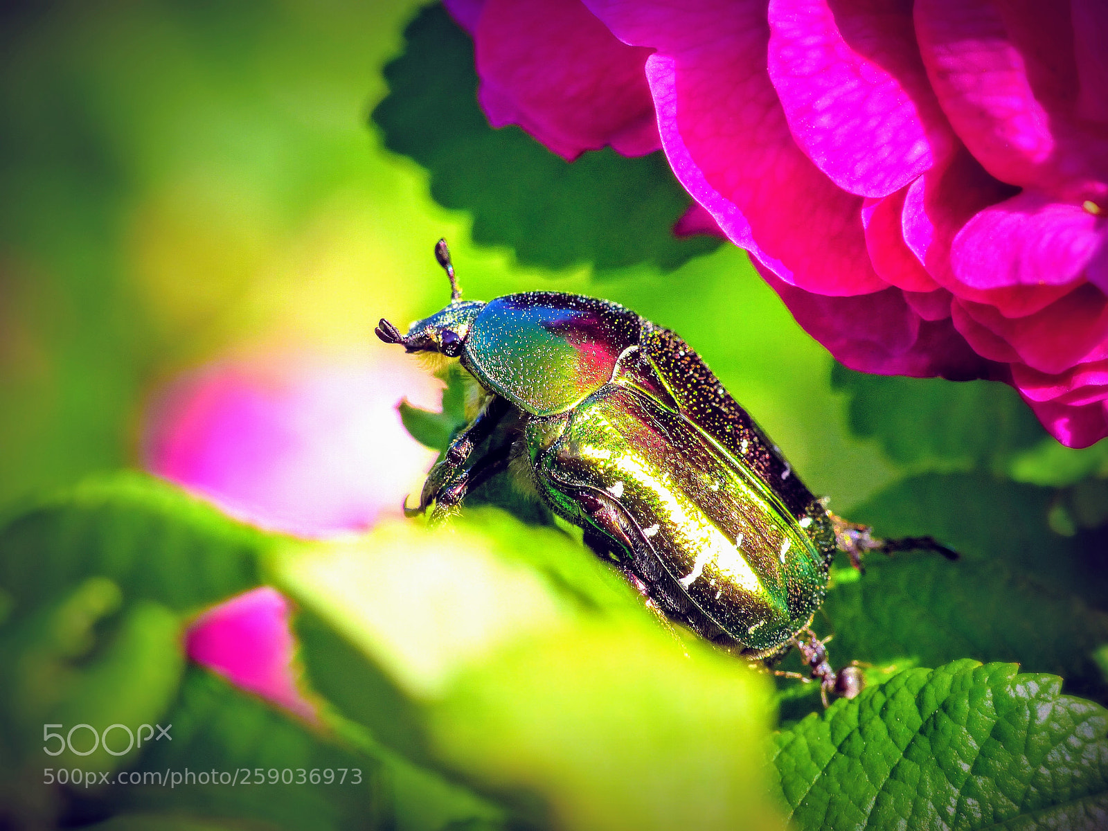 Panasonic Lumix DMC-FZ200 sample photo. Garden photos 5 - beetle photography
