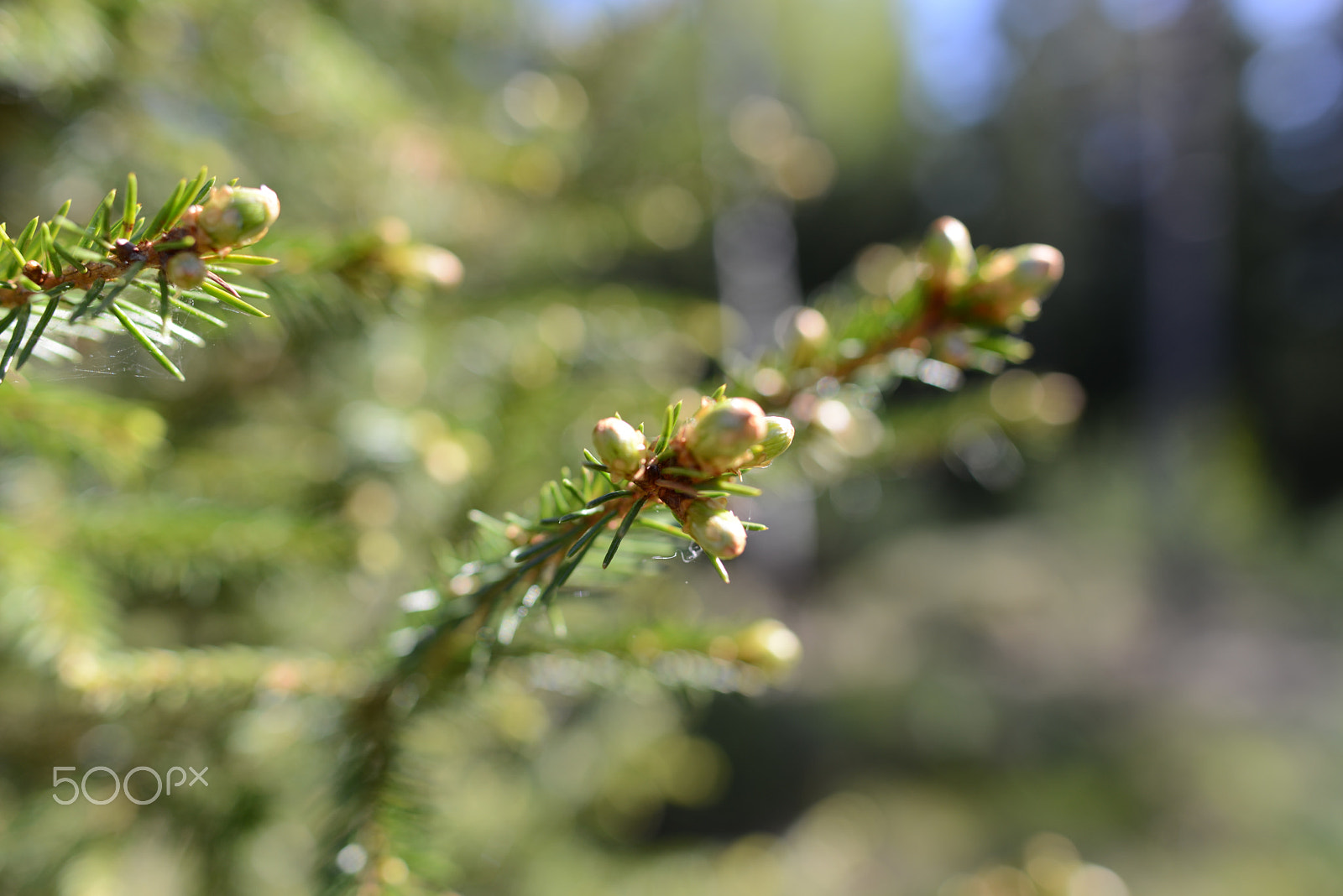 Nikon AF-S Nikkor 28mm F1.8G sample photo. Spruce buds photography