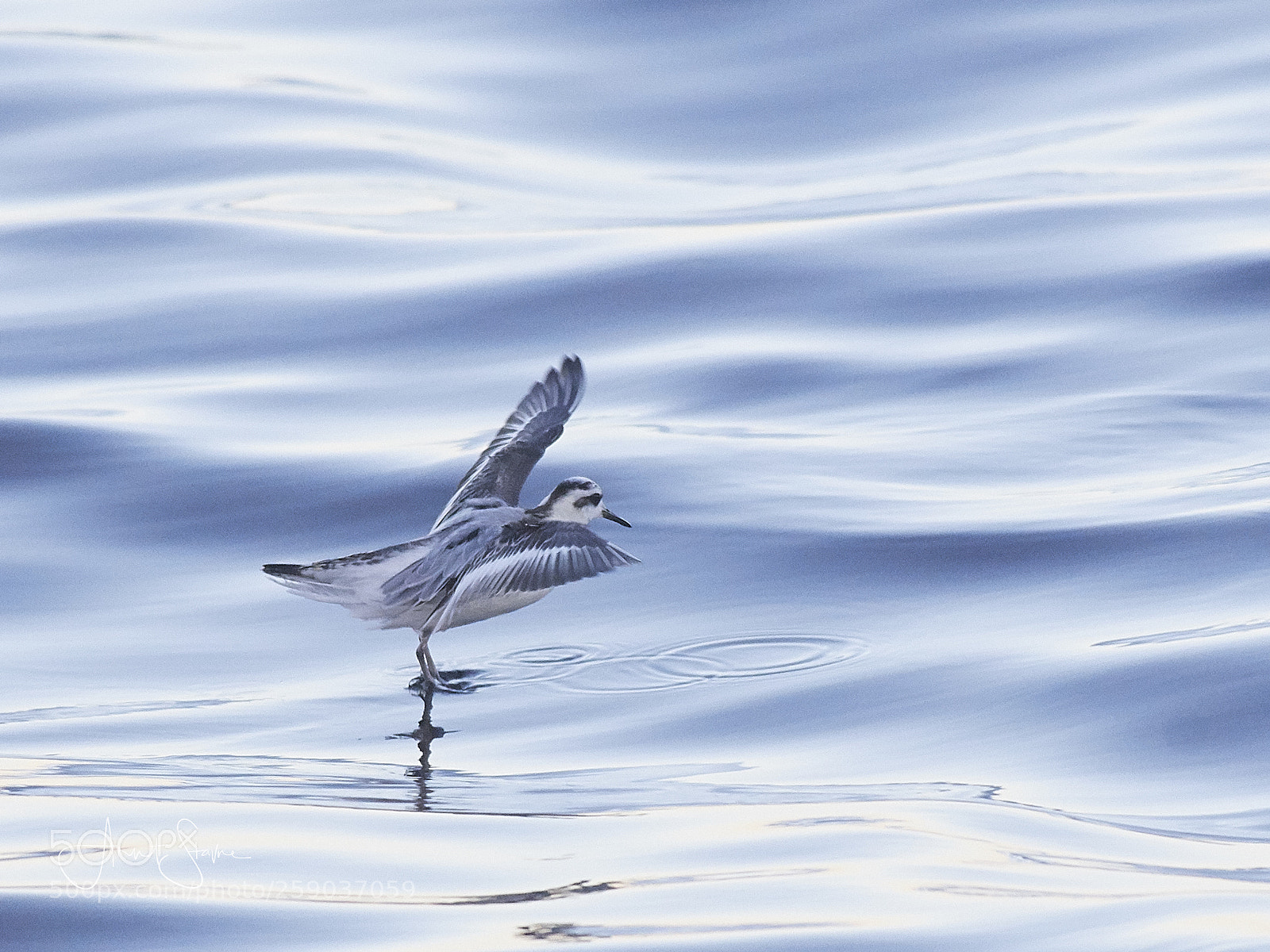 Nikon D500 sample photo. Dancing on water photography