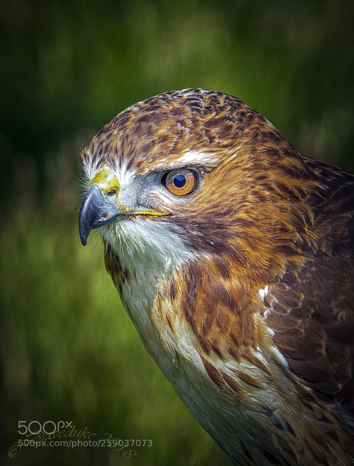 Sony a7R II sample photo. Hawk photography