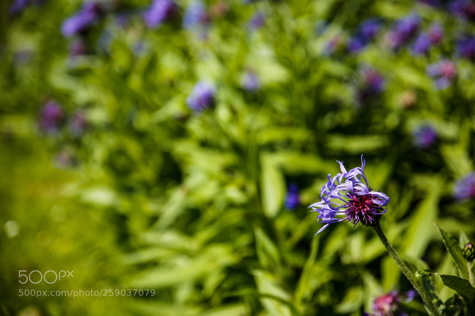 Canon EOS 6D sample photo. Flower photography