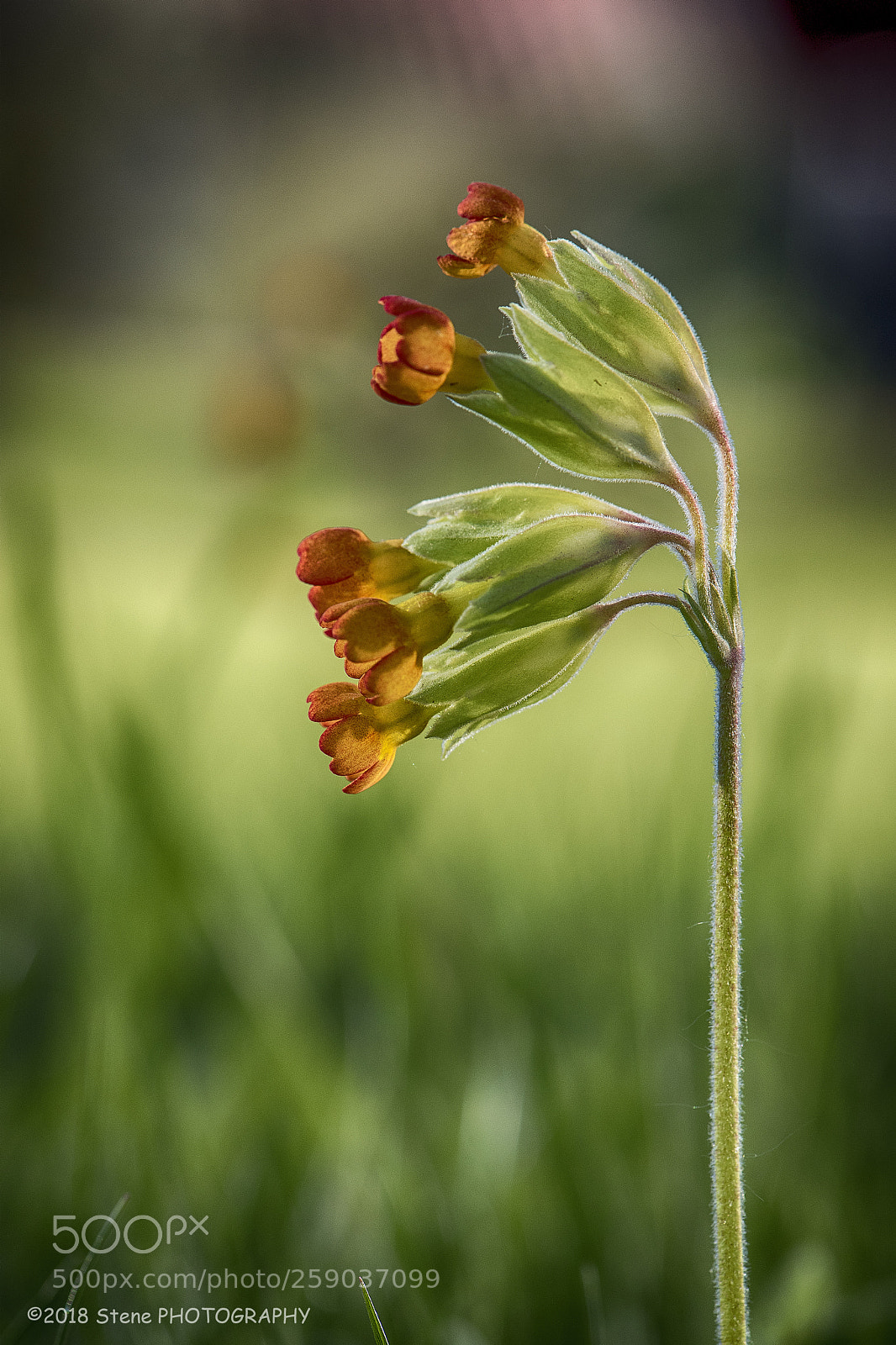 Nikon D750 sample photo. In the light photography