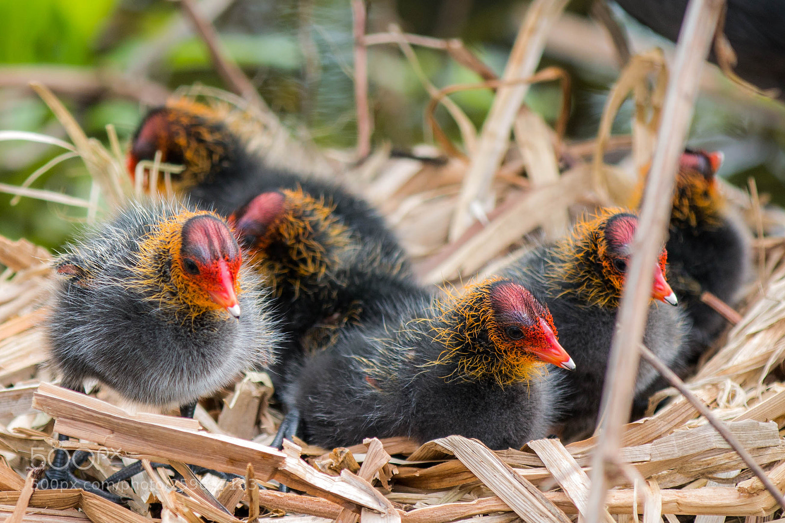 Canon EOS 70D sample photo. A basket of coots photography