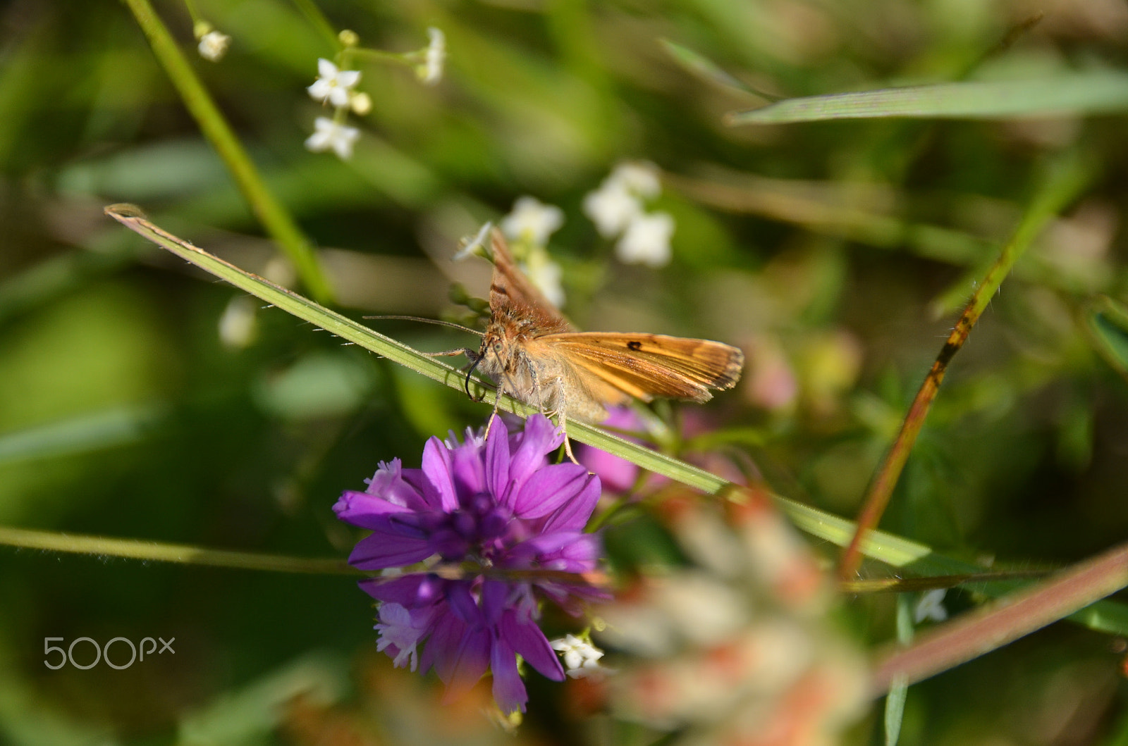 Sigma 18-250mm F3.5-6.3 DC Macro OS HSM sample photo. Braune tageule photography