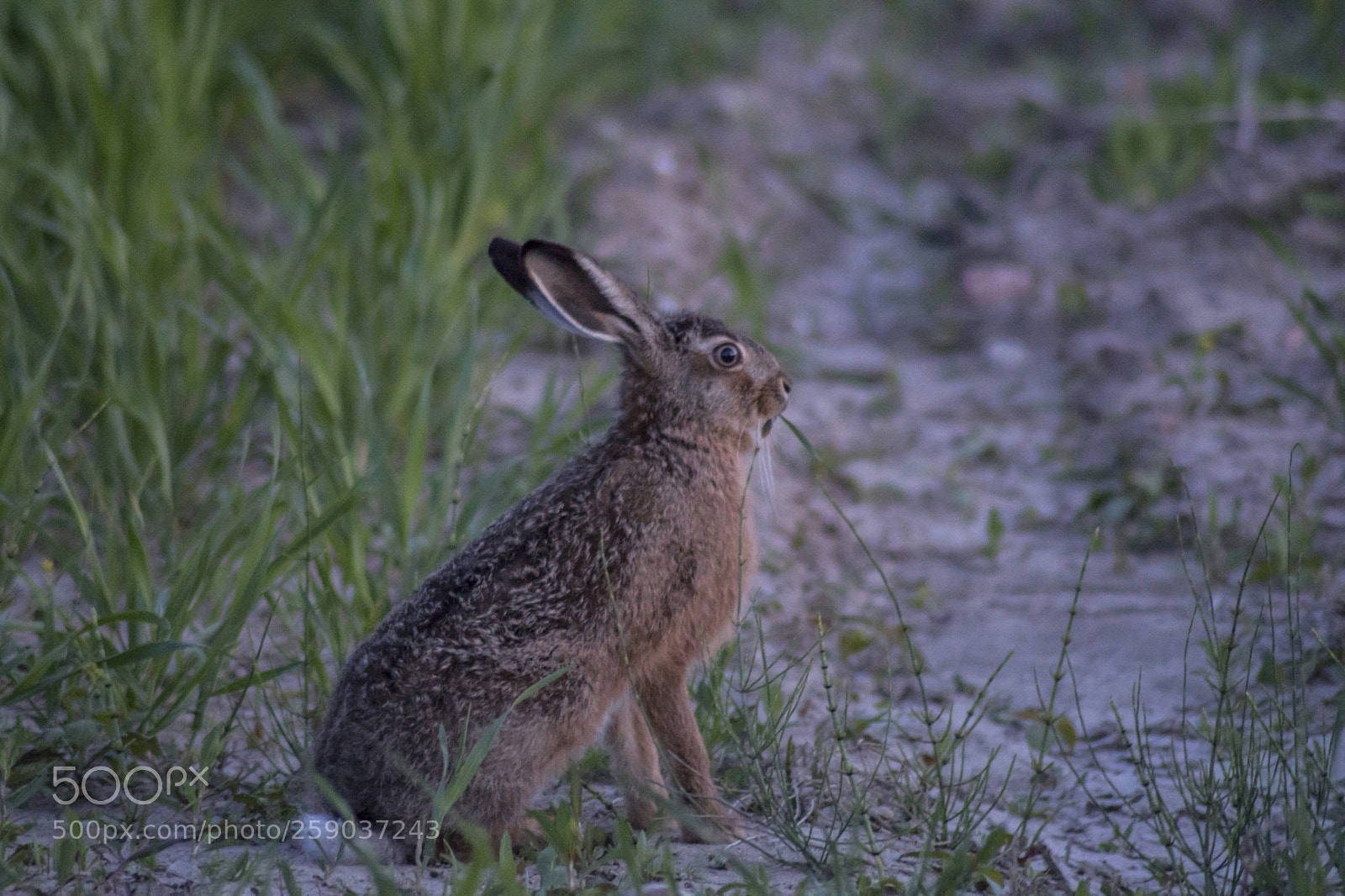 Sony ILCA-77M2 sample photo. Wild rabbit photography