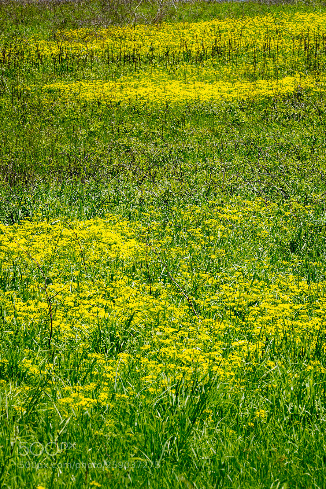 Nikon D850 sample photo. Spritime in the meadow photography