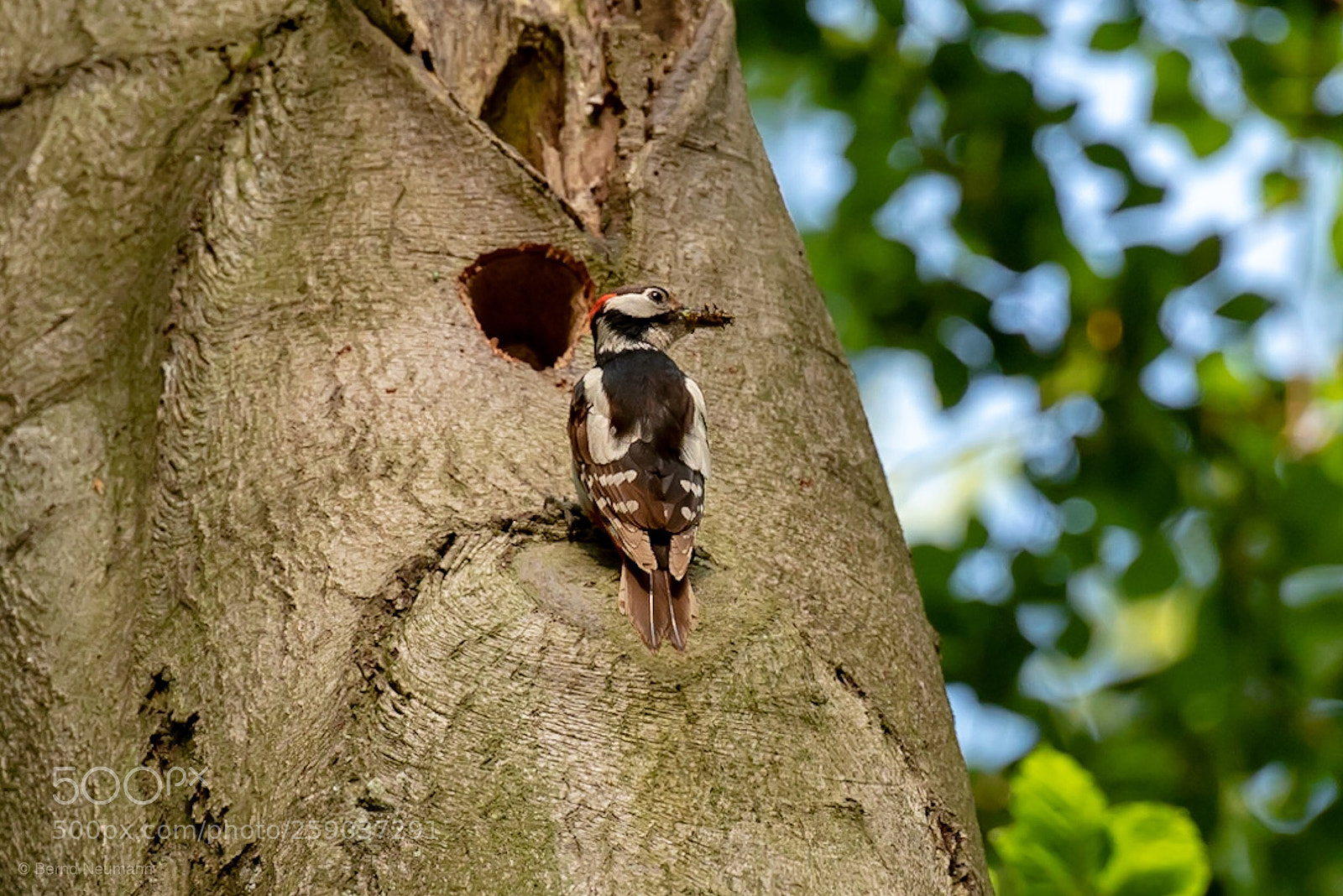 Nikon D750 sample photo. Woodpecker photography