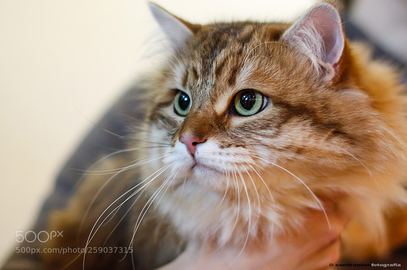 Canon EOS 50D sample photo. My beautiful cat photography