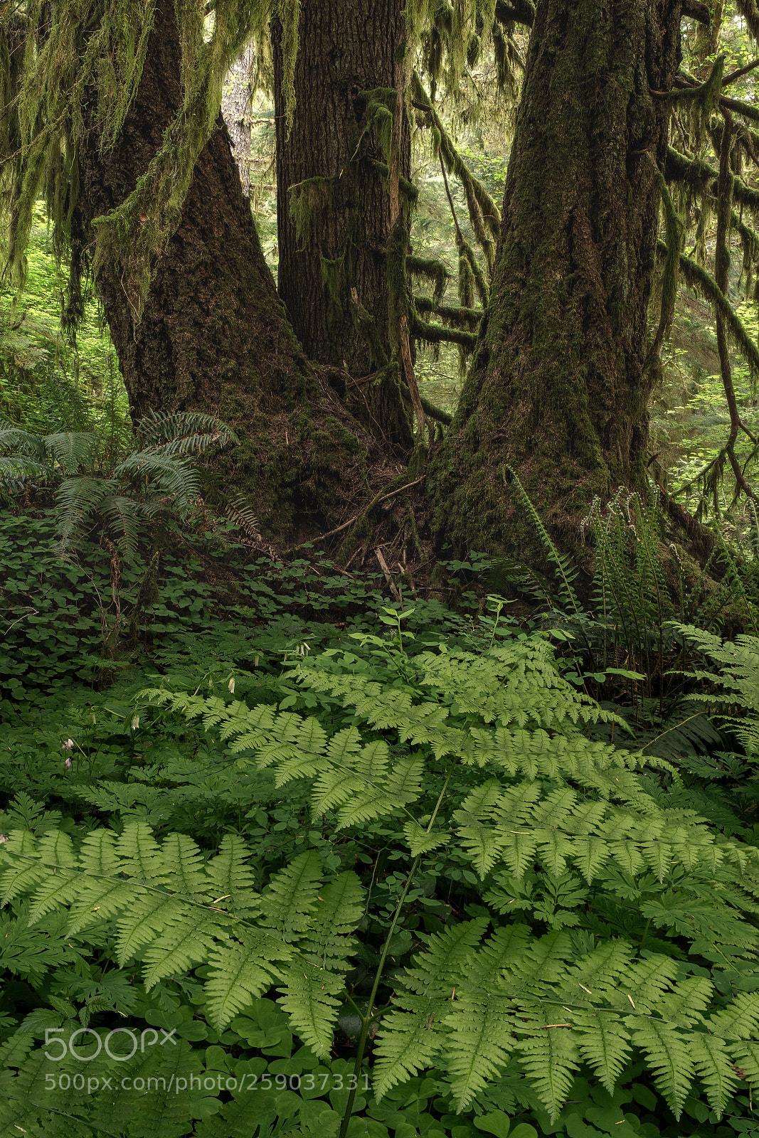Fujifilm X-T2 sample photo. Phineas and fern photography