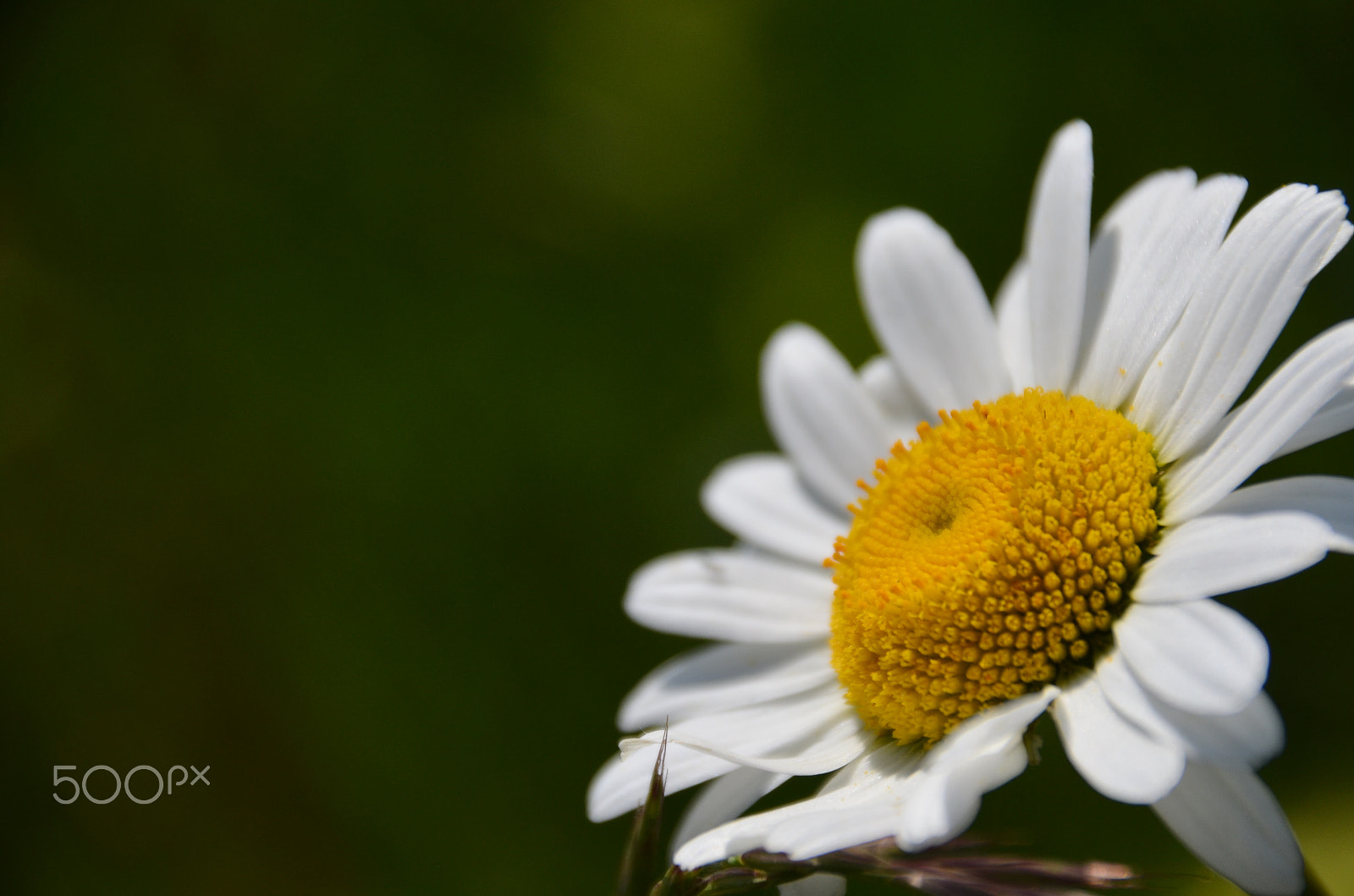 Sigma 18-250mm F3.5-6.3 DC Macro OS HSM sample photo. Margarite photography