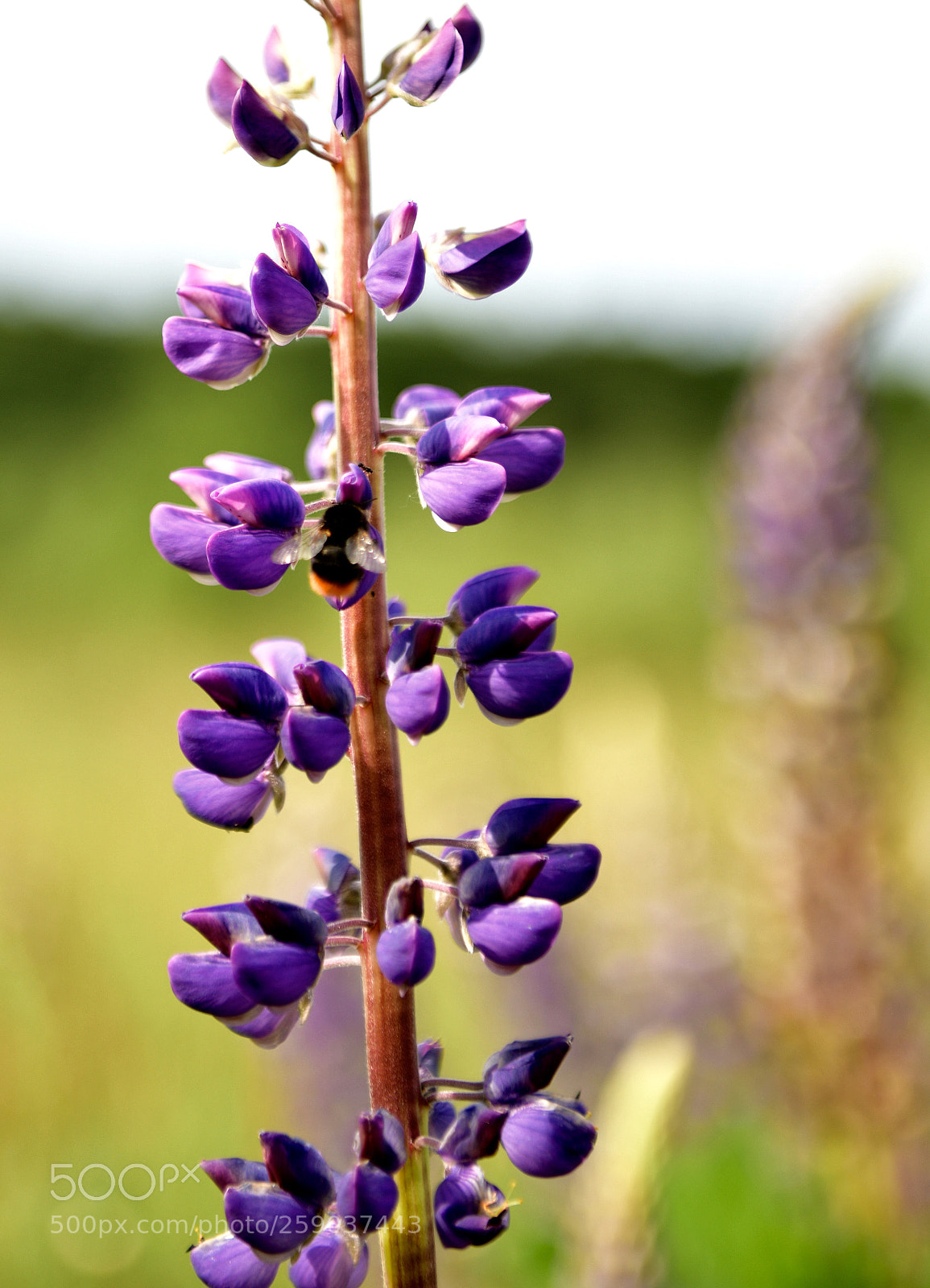 Nikon D850 sample photo. Lupine with bumble bee photography