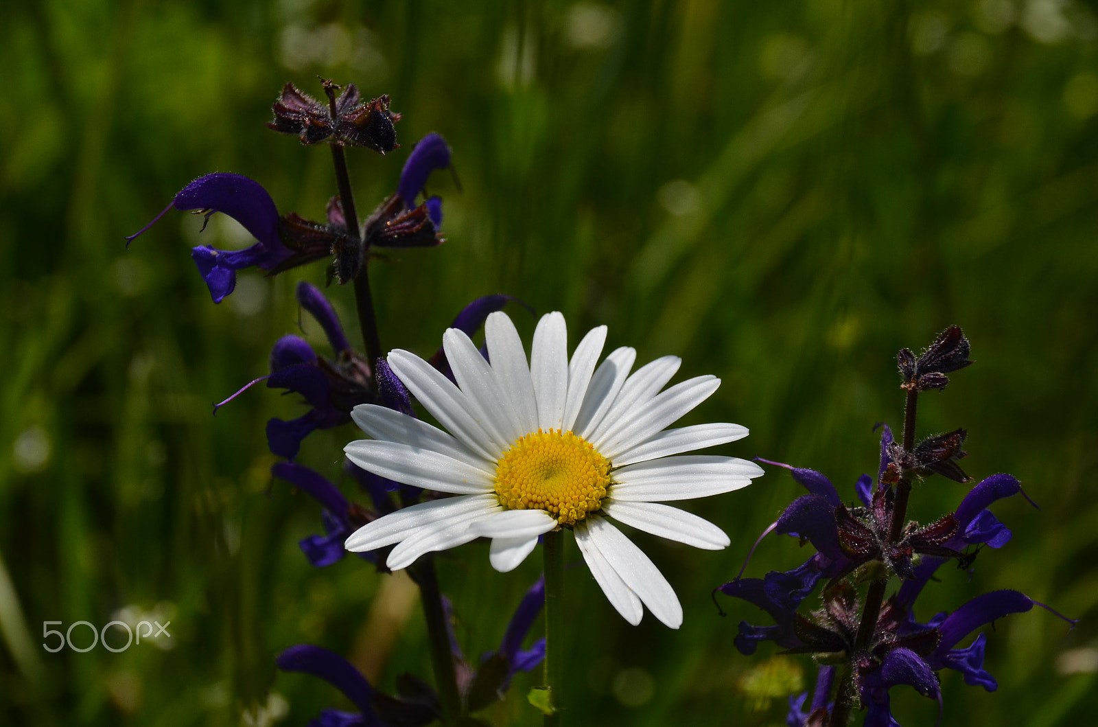 Sigma 18-250mm F3.5-6.3 DC Macro OS HSM sample photo. Blumenarrangement photography