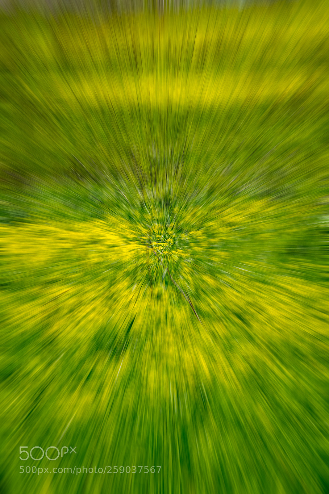 Nikon D850 sample photo. Spritime in the meadow photography