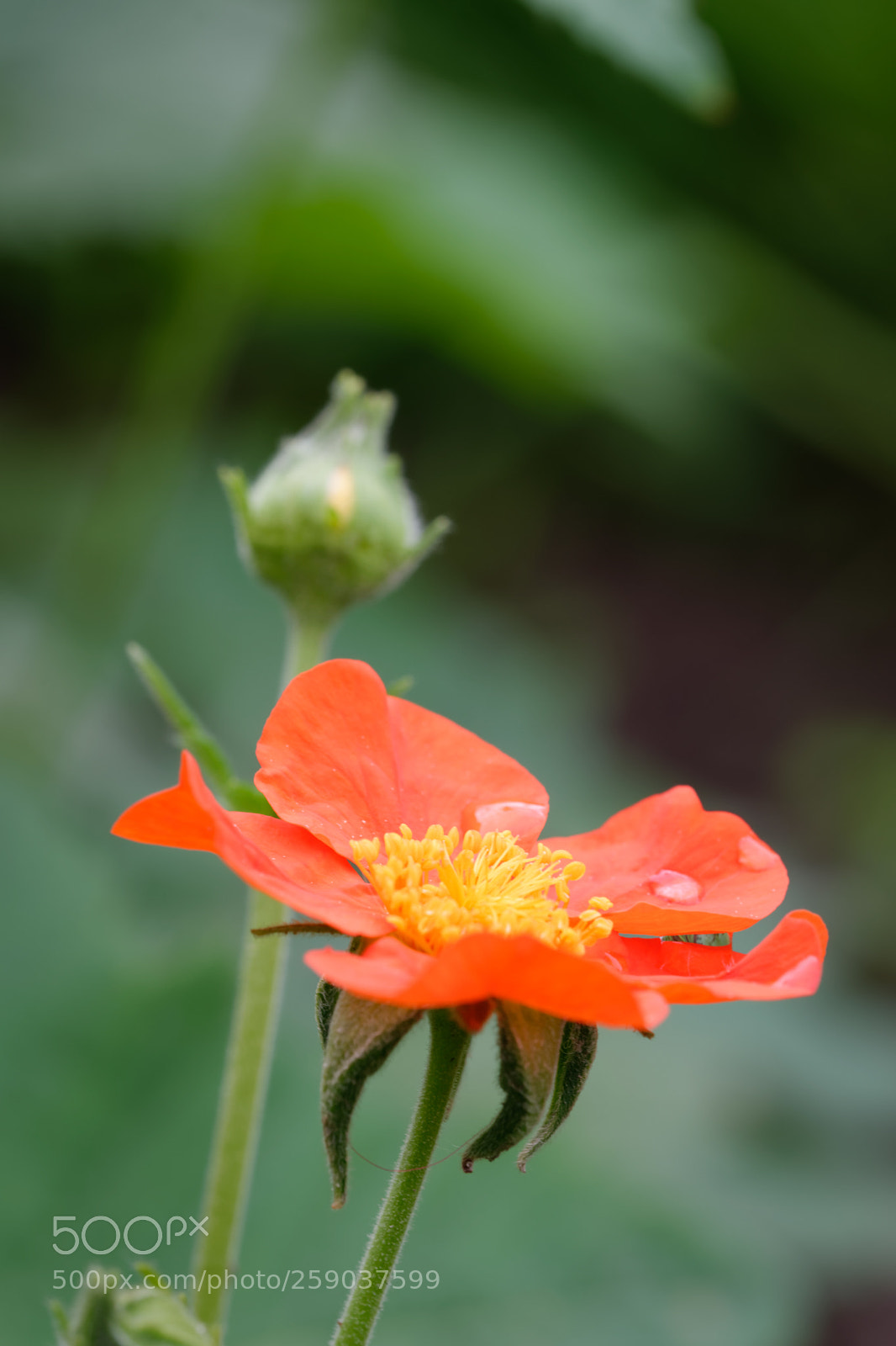 Nikon D5500 sample photo. 7716 photography