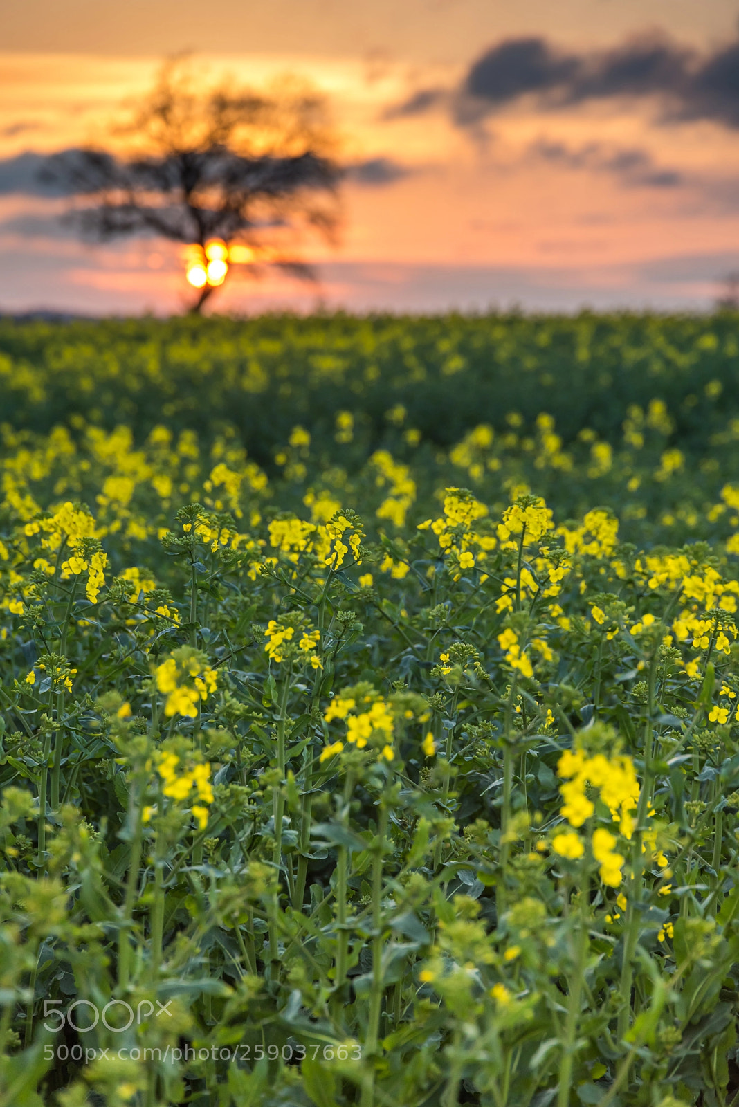Nikon D750 sample photo. Yellow blossom photography