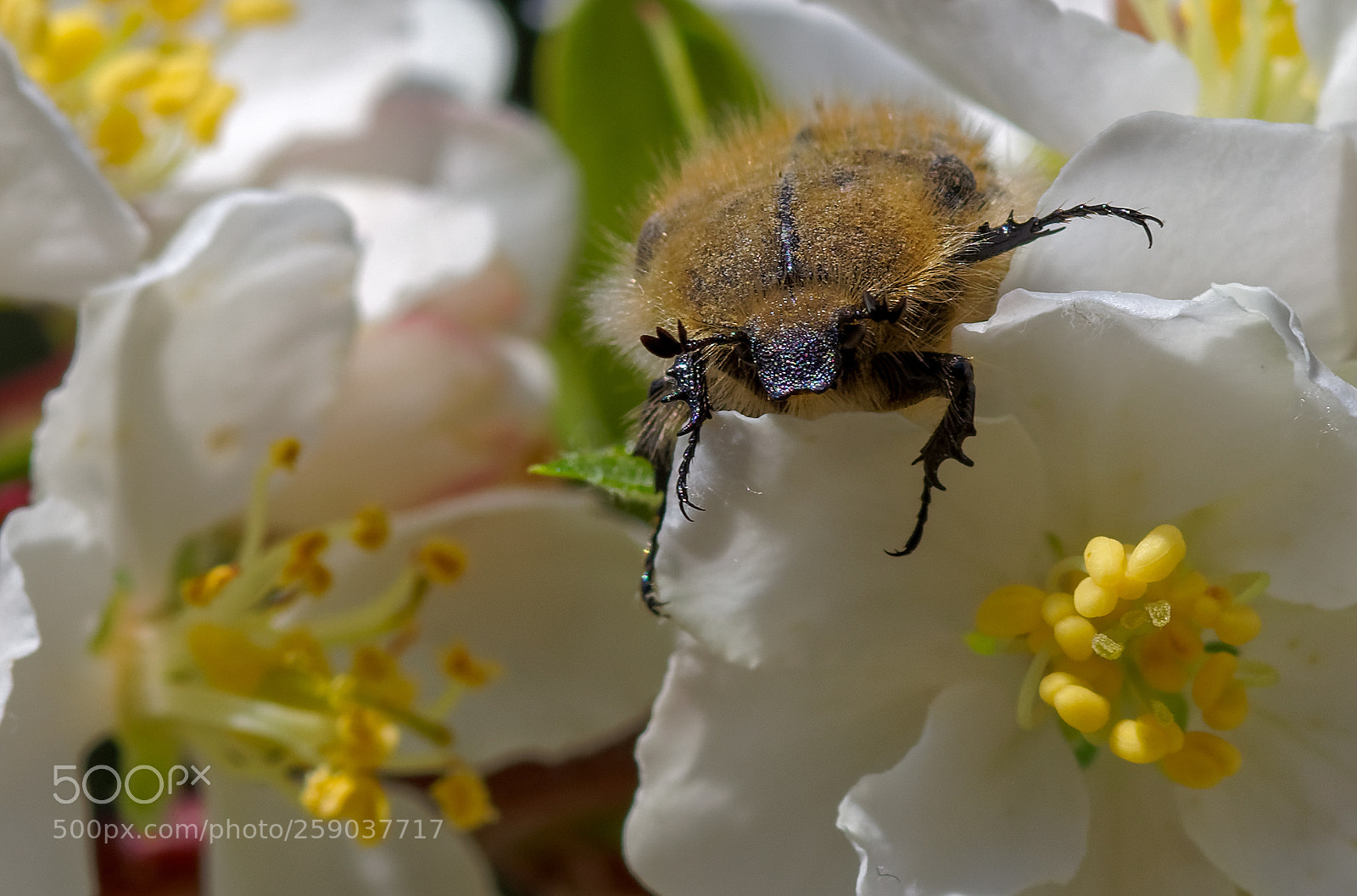 Pentax K-1 sample photo. Springtime... (6) photography