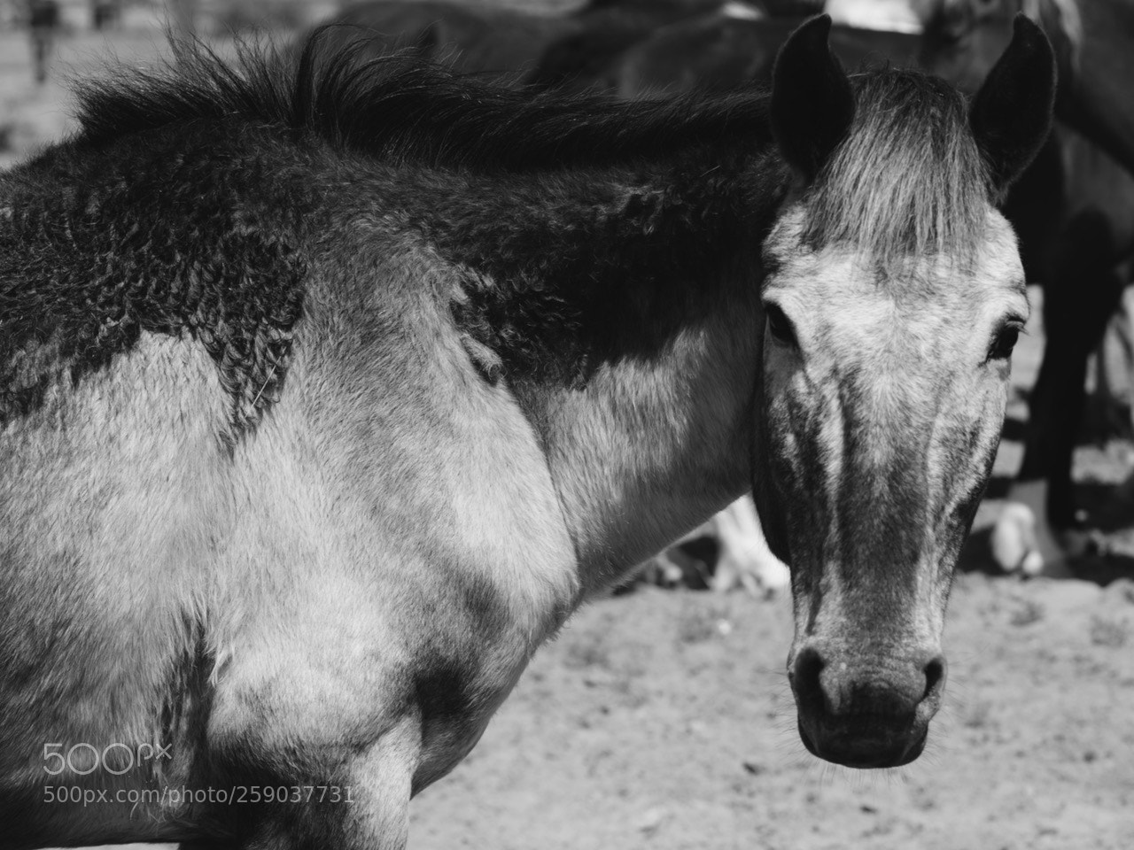 Sony a7R II sample photo. Untitled photography