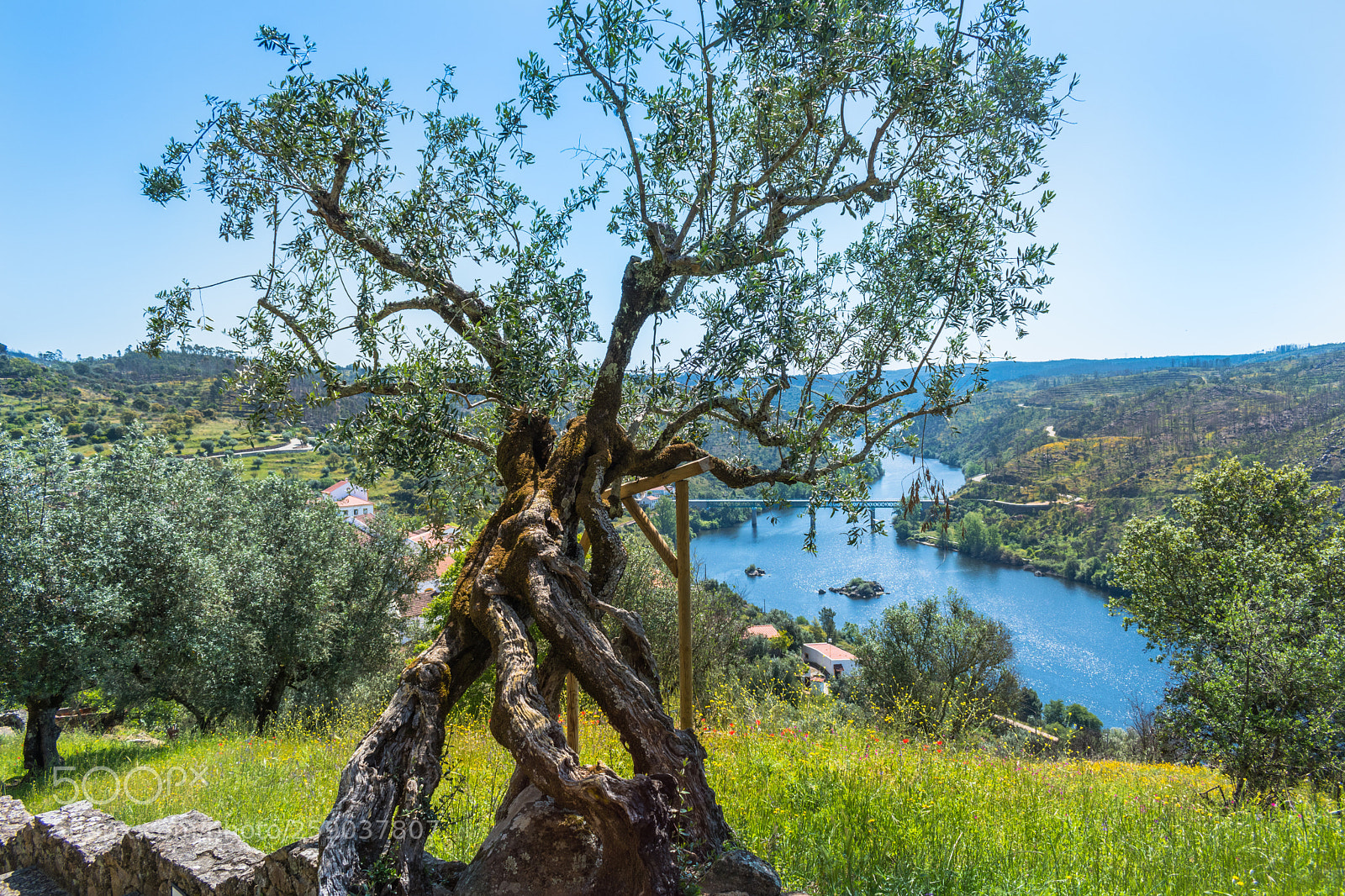 Nikon D5600 sample photo. Castelo de belver photography