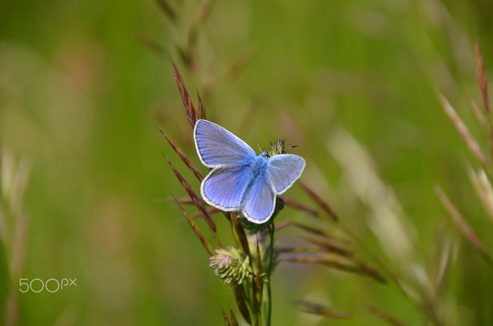 Nikon D5100 + Sigma 18-250mm F3.5-6.3 DC Macro OS HSM sample photo. Bläuling photography