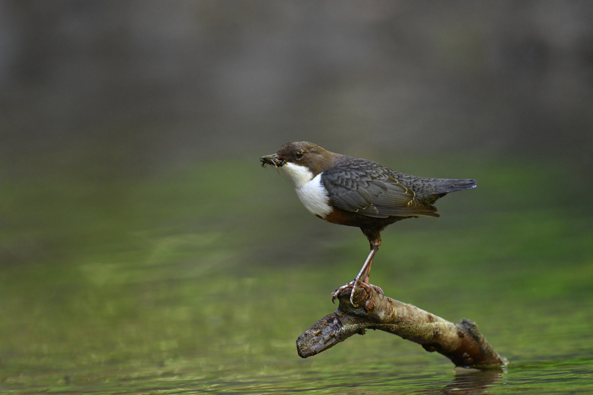 Nikon D500 sample photo. White-throated dipper photography