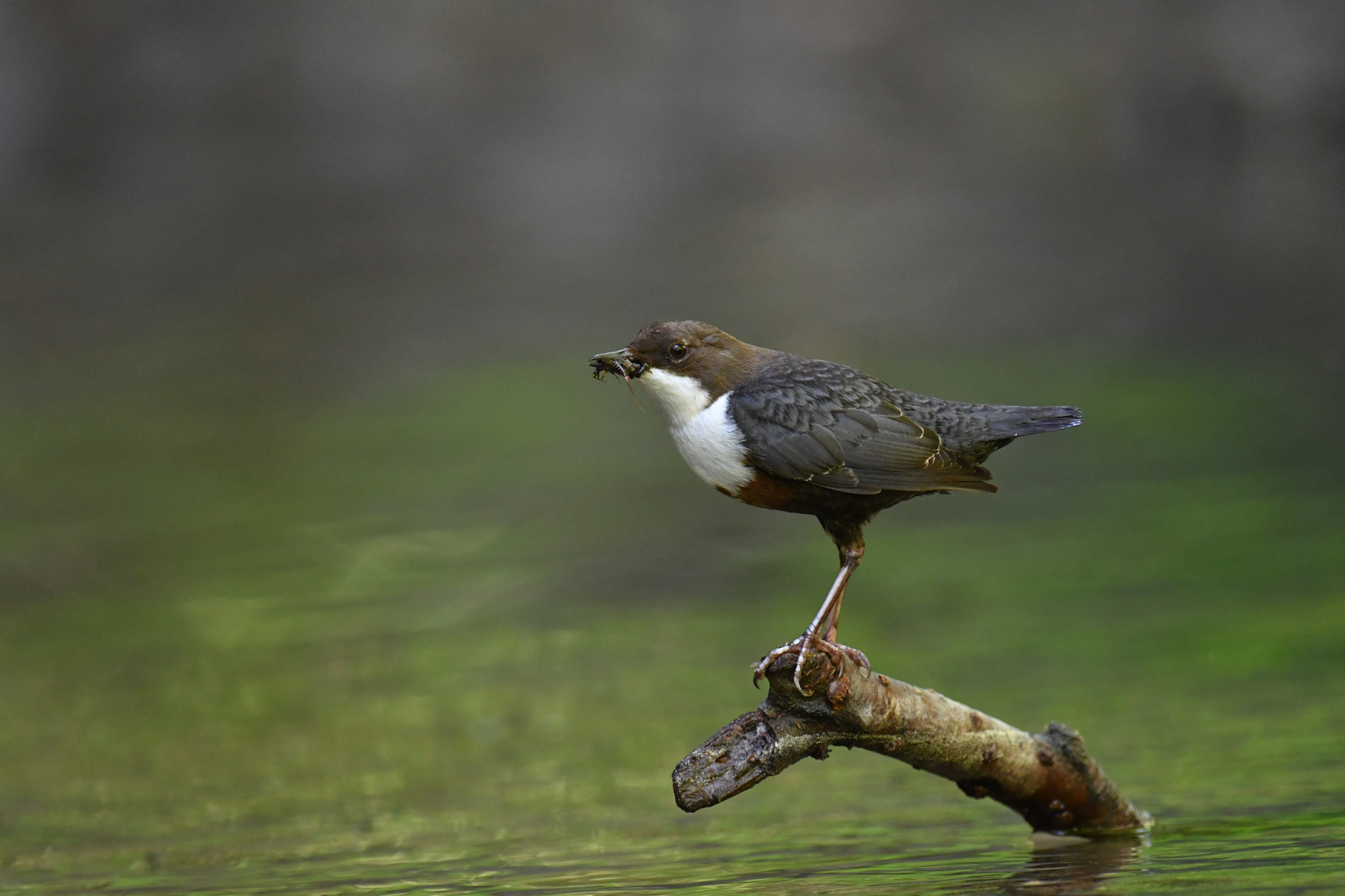 Nikon AF-S Nikkor 600mm F4G ED VR sample photo. White-throated dipper photography