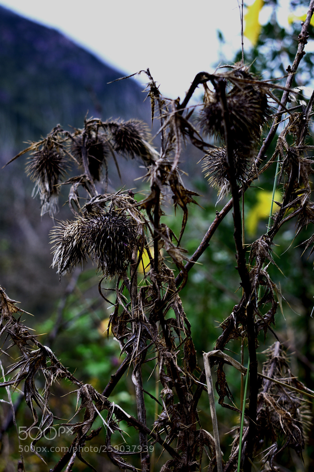 Nikon D3400 sample photo. Cardos photography