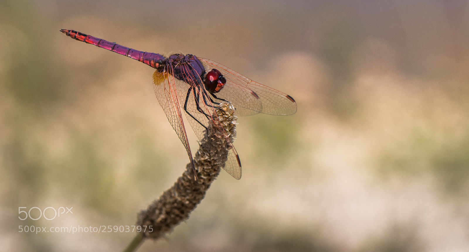 Nikon D850 sample photo. Dragonlfy at rest photography