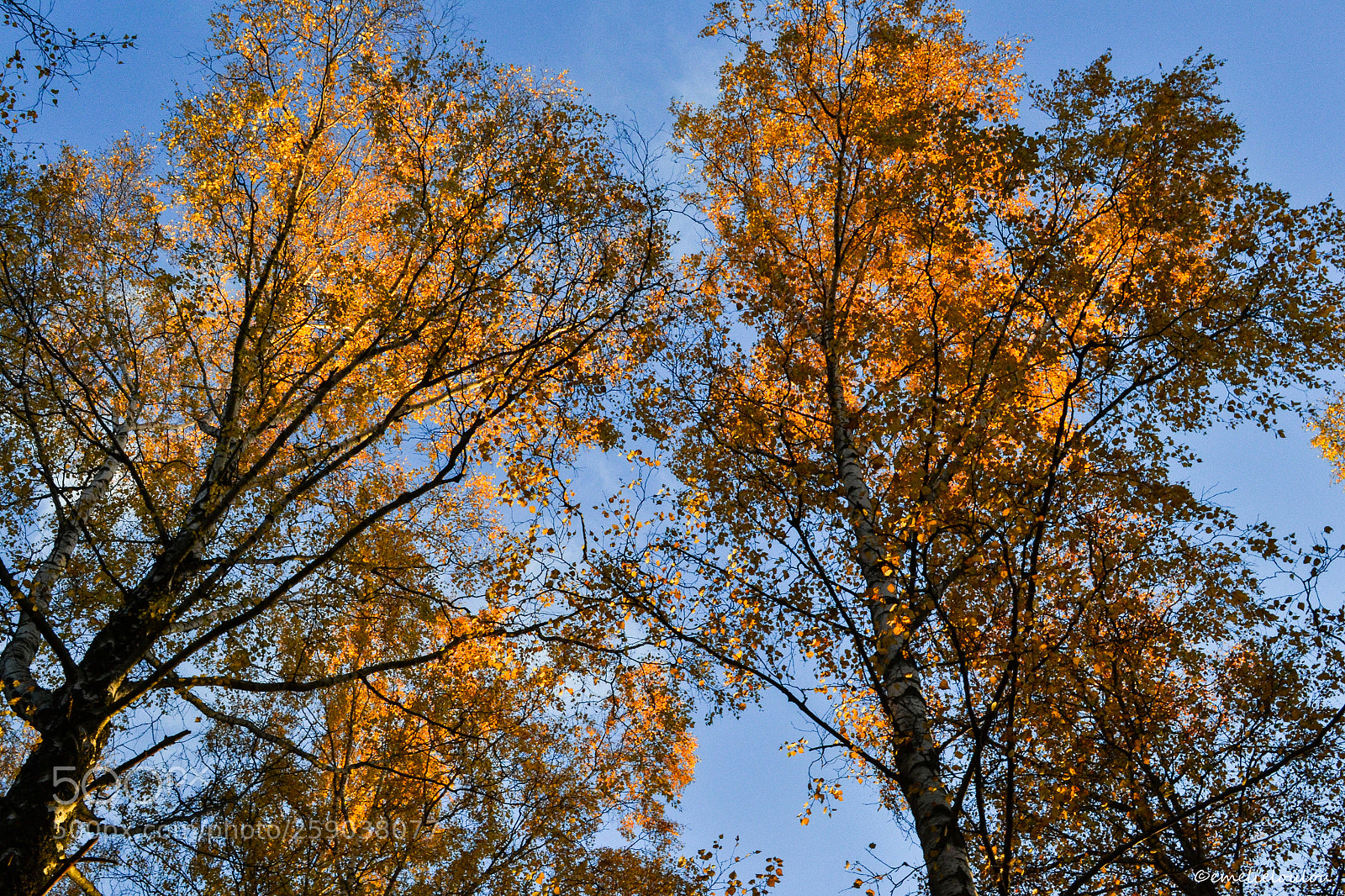 Nikon D3100 sample photo. Among the trees of photography