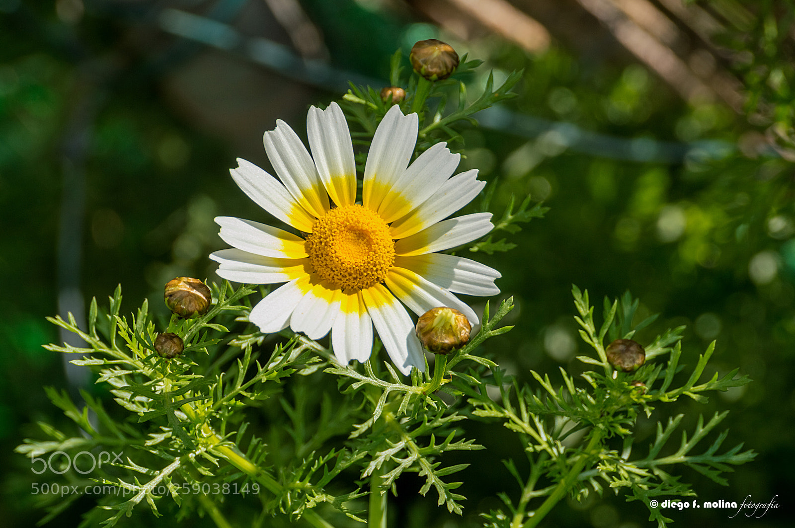 Nikon D3200 sample photo. Margarita comu n bellis photography