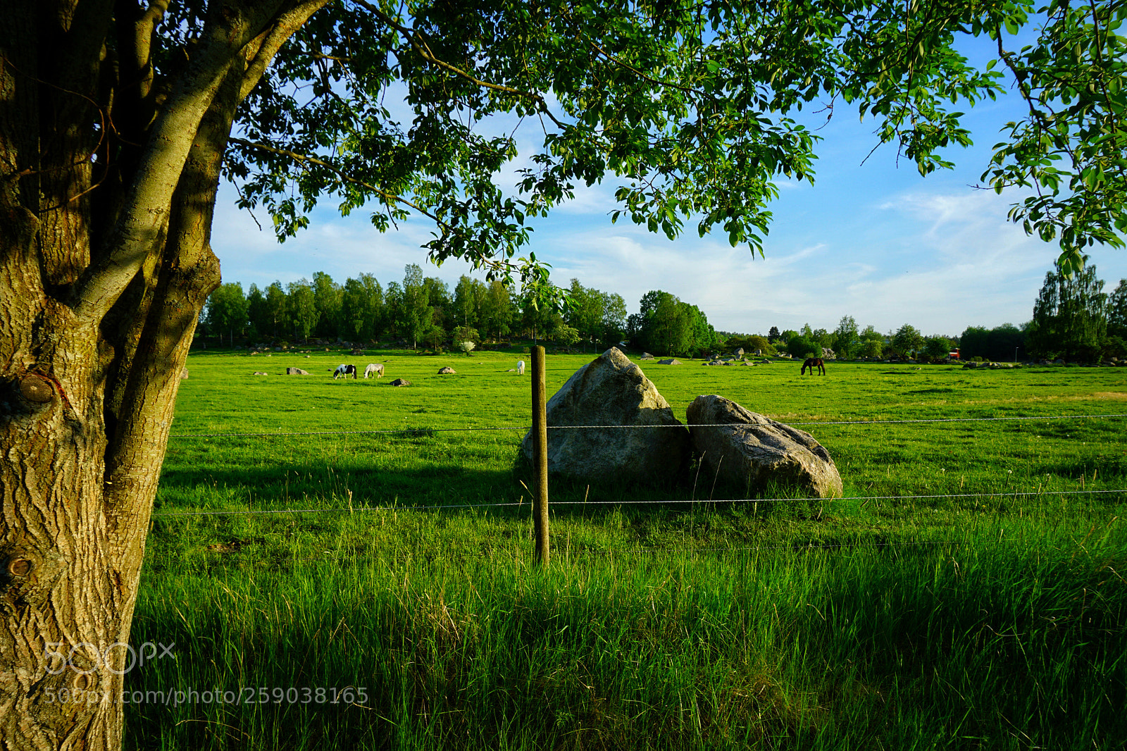 Sony a5100 sample photo. Horsefarm photography