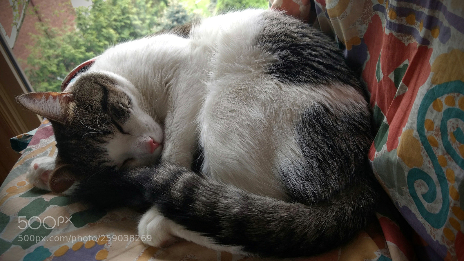 Motorola Moto G (4) sample photo. Pink nose buddy photography