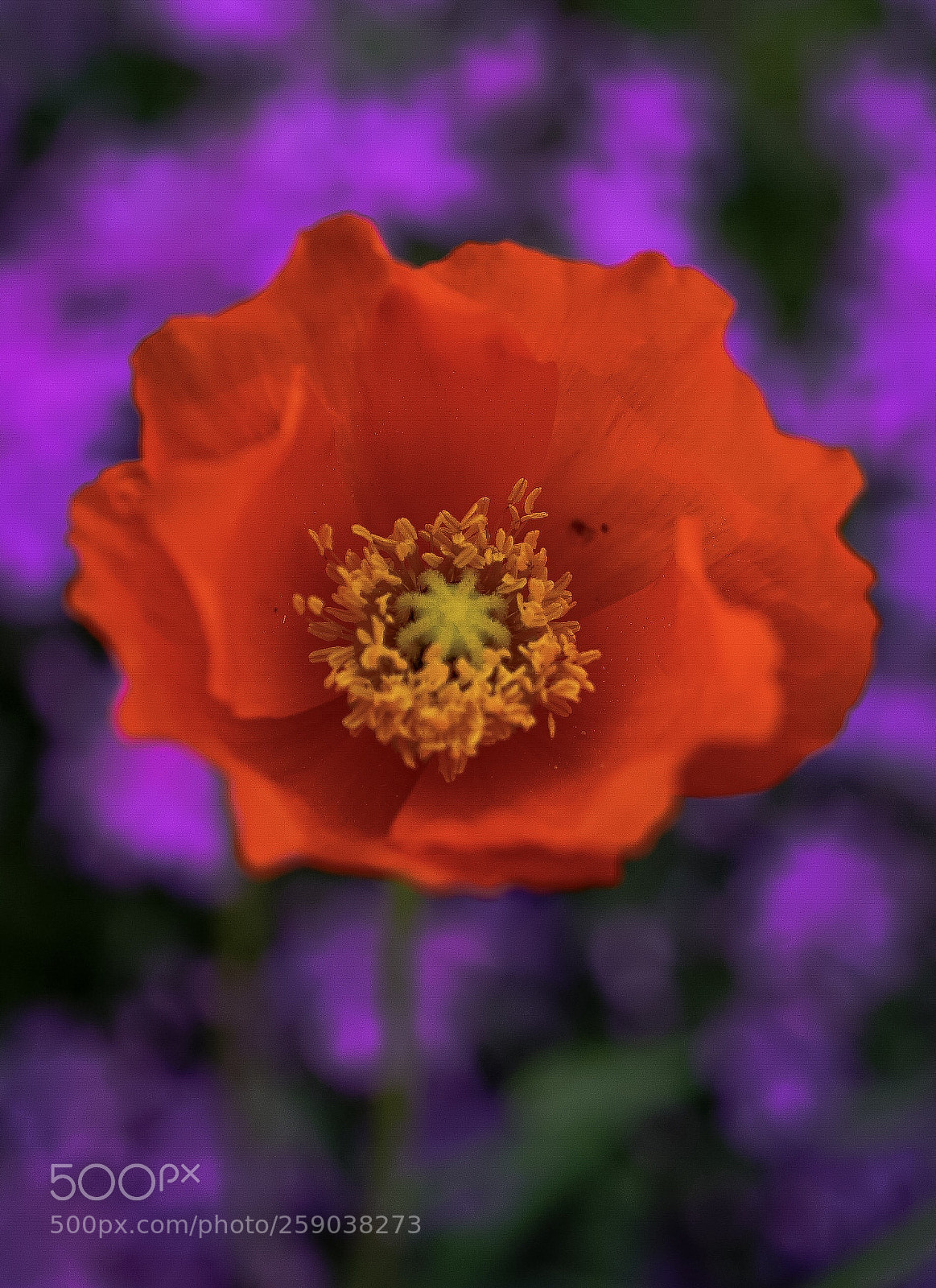 Sony a7 II sample photo. Poppy photography