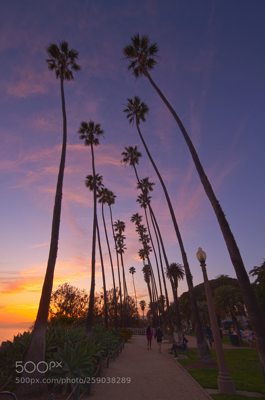 Canon EOS 7D sample photo. Santa monica palms photography