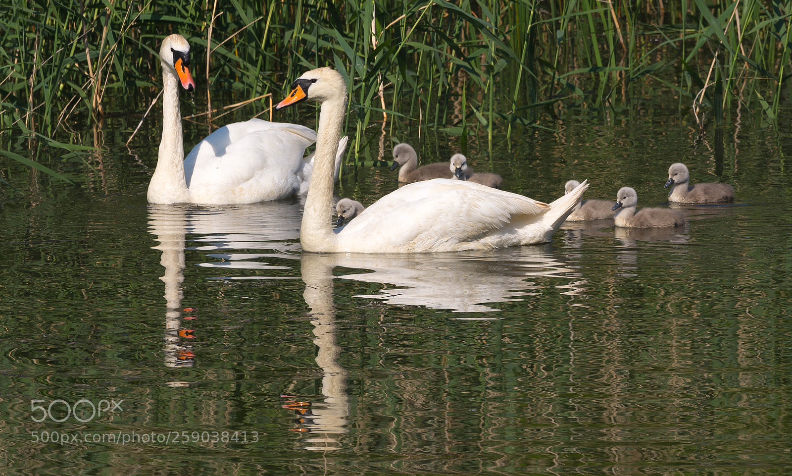 Nikon D7100 sample photo. Cygnus olor photography