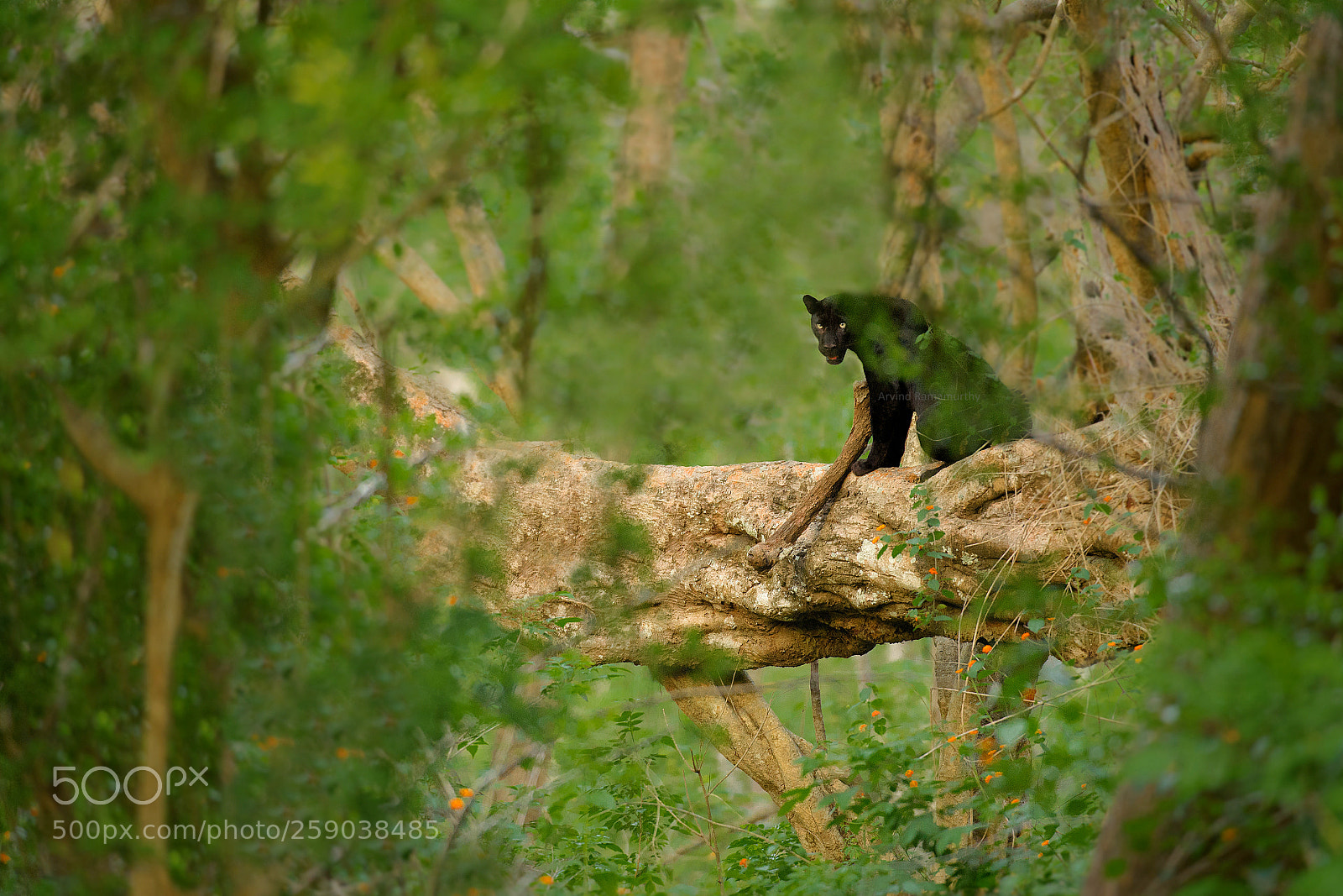 Nikon D750 sample photo. Black panther photography