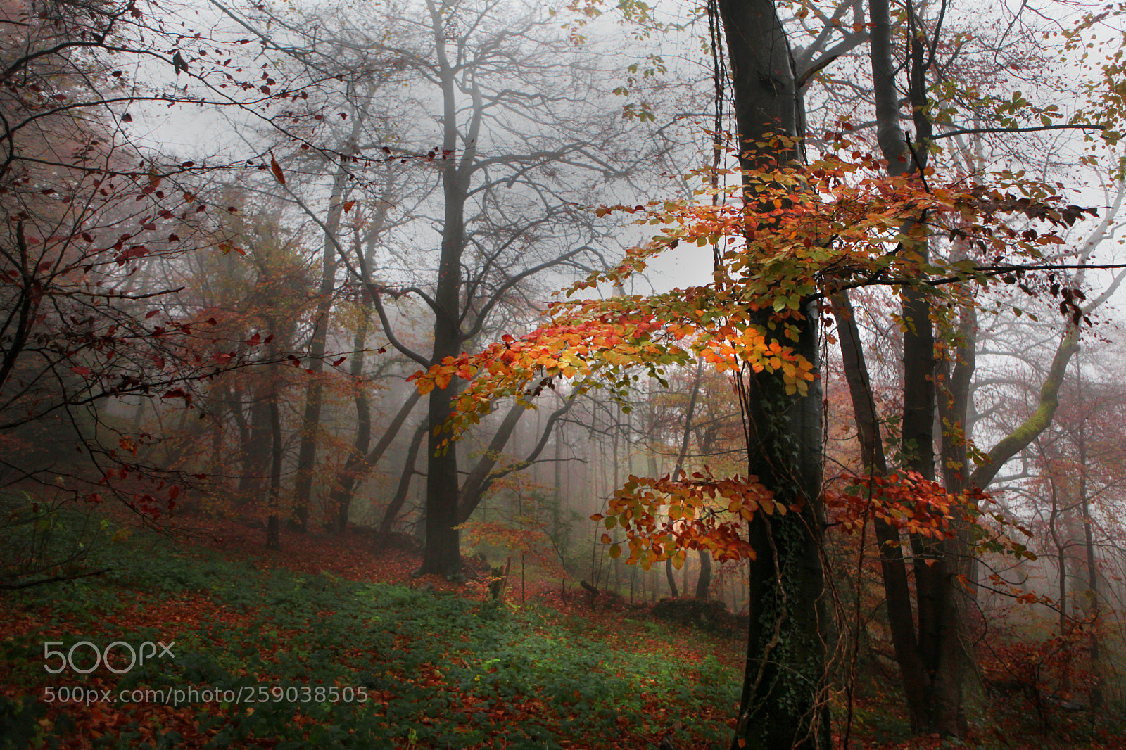 Canon EOS 5D Mark II sample photo. Sunlight in the forest photography
