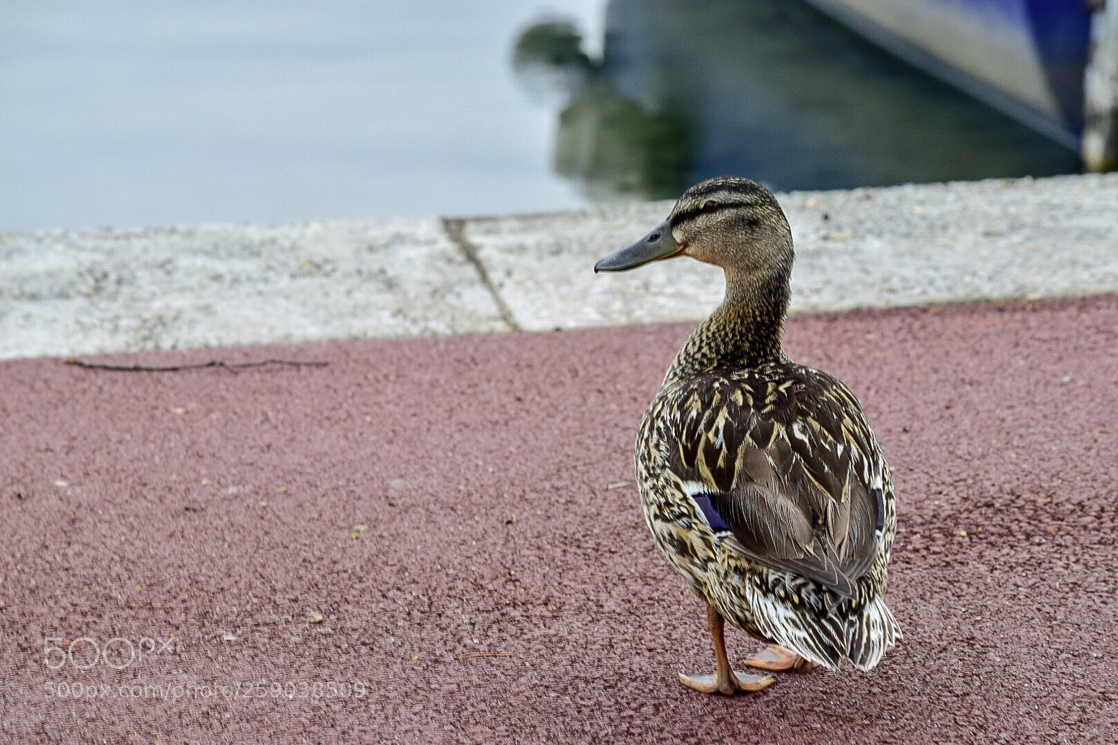 Nikon D5300 sample photo. Un canard prend la photography
